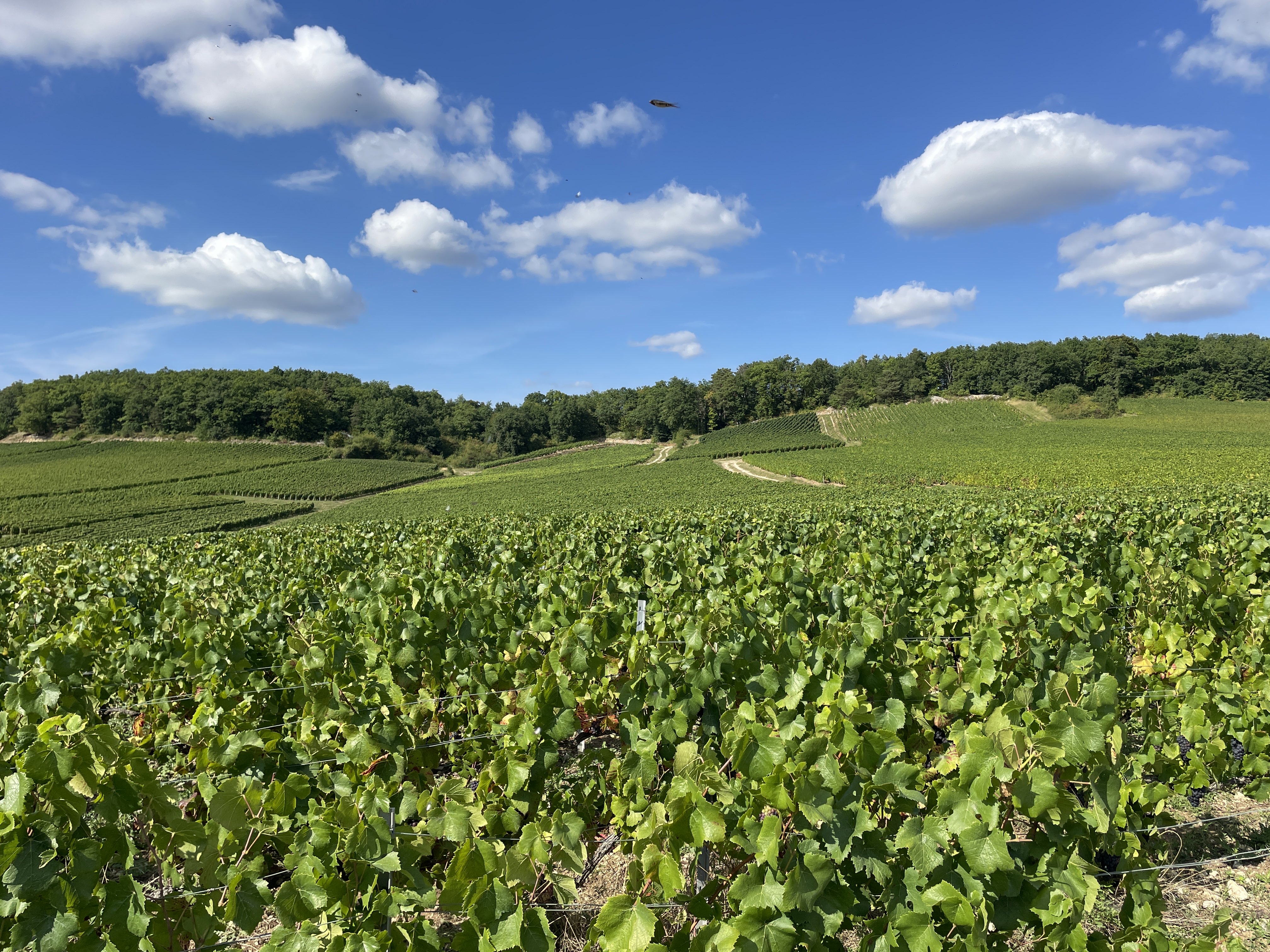 4MWP+67 Champignol-lez-Mondeville, France / 23-08-2025 16:34 / 20.49 °C en half bewolkt / 306 m