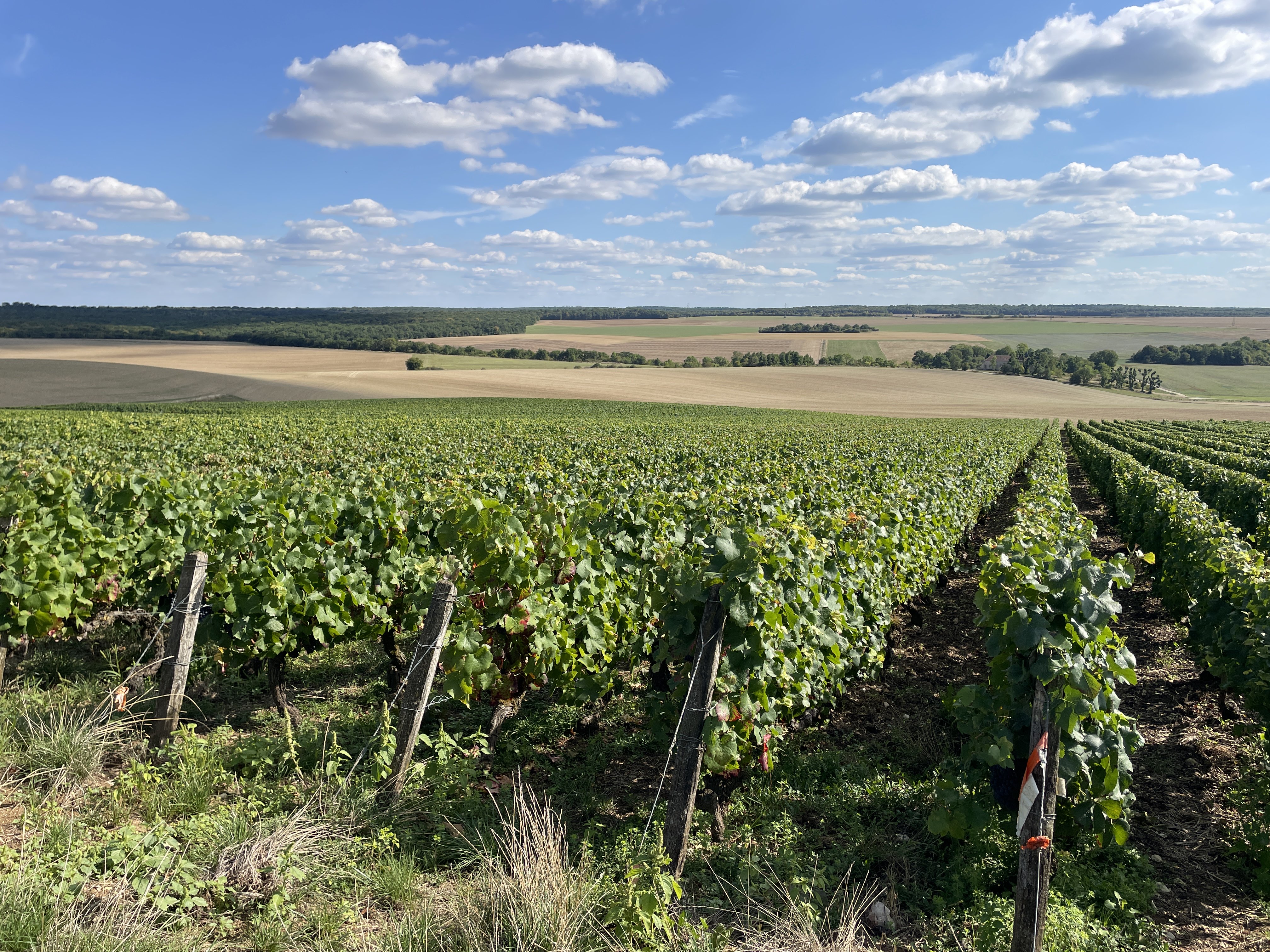 4MWQ+GQ Champignol-lez-Mondeville, France / 23-08-2025 16:40 / 21.52 °C en half bewolkt / 315 m