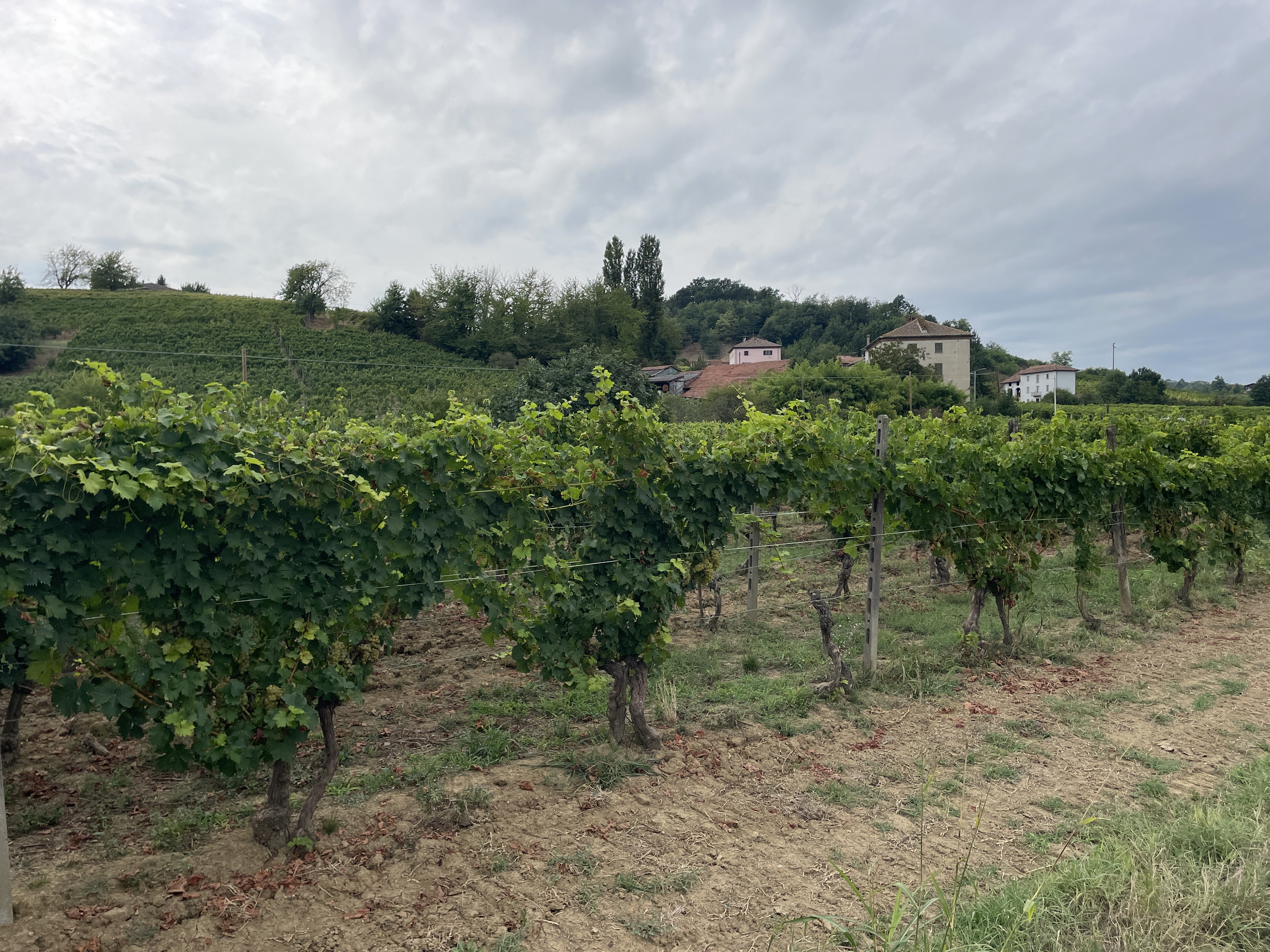 Regione Torrazza, 15, 15019 Torazza AL, Italy / 27-08-2025 15:57 / 27.25 °C en half bewolkt / 132 m