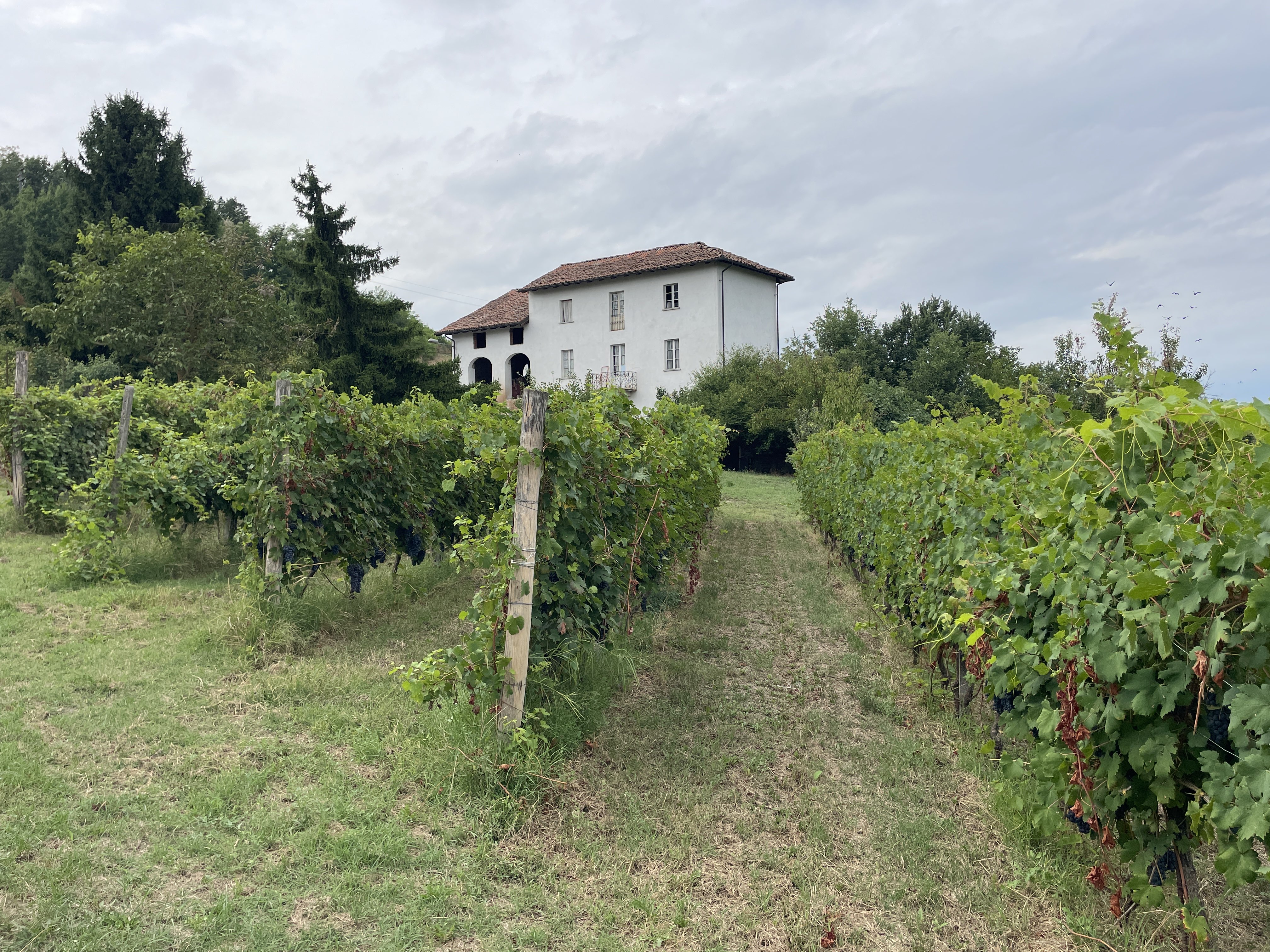 Regione Torrazza, 13, 15019 Torazza AL, Italy / 27-08-2025 16:02 / 27.19 °C en half bewolkt / 141 m