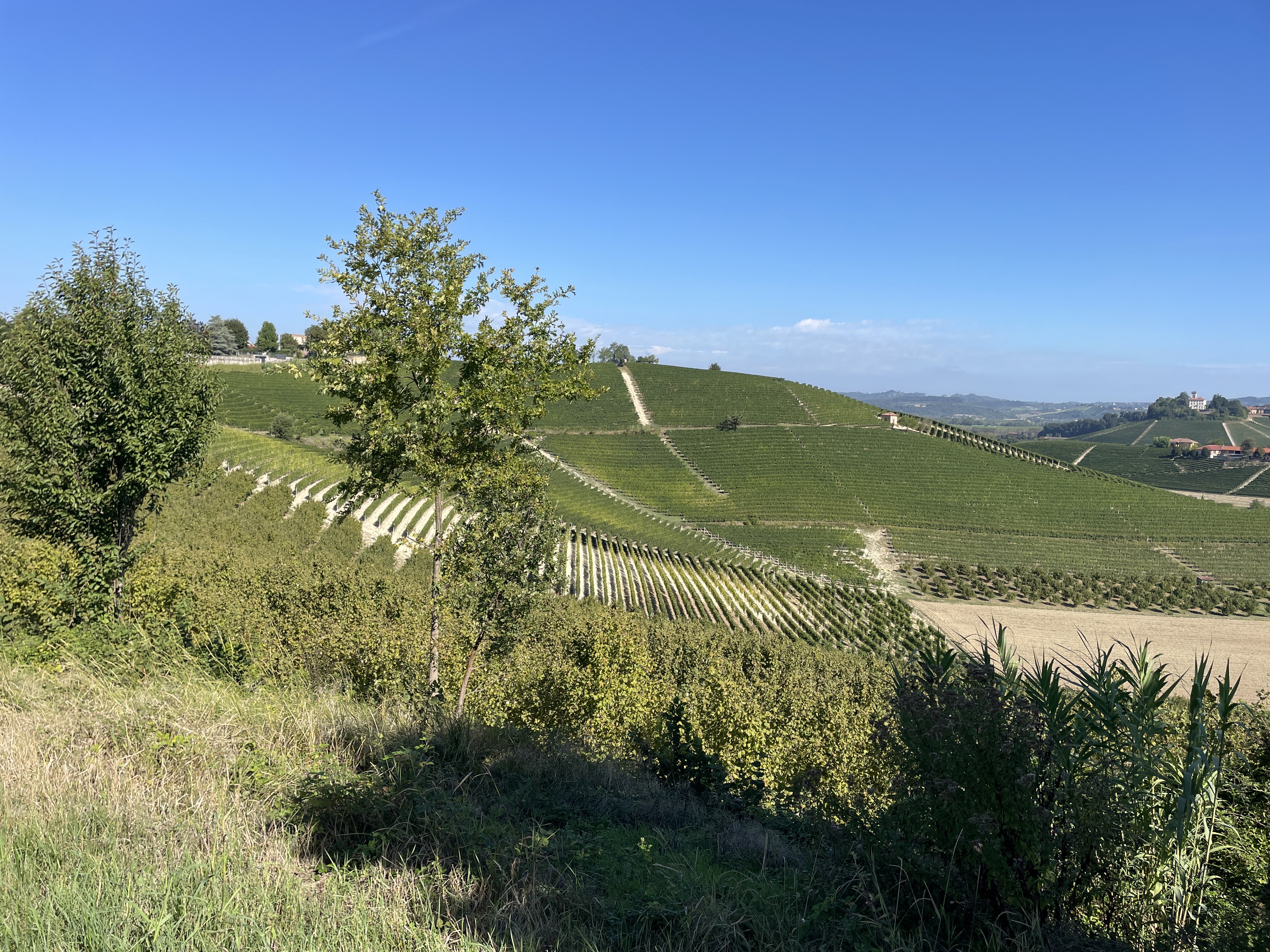 Via Bricco, 22 bis, 12060 Grinzane Cavour CN, Italy / 03-09-2025 10:40 / 25.04 °C en zeer lichte bewolking / 256 m