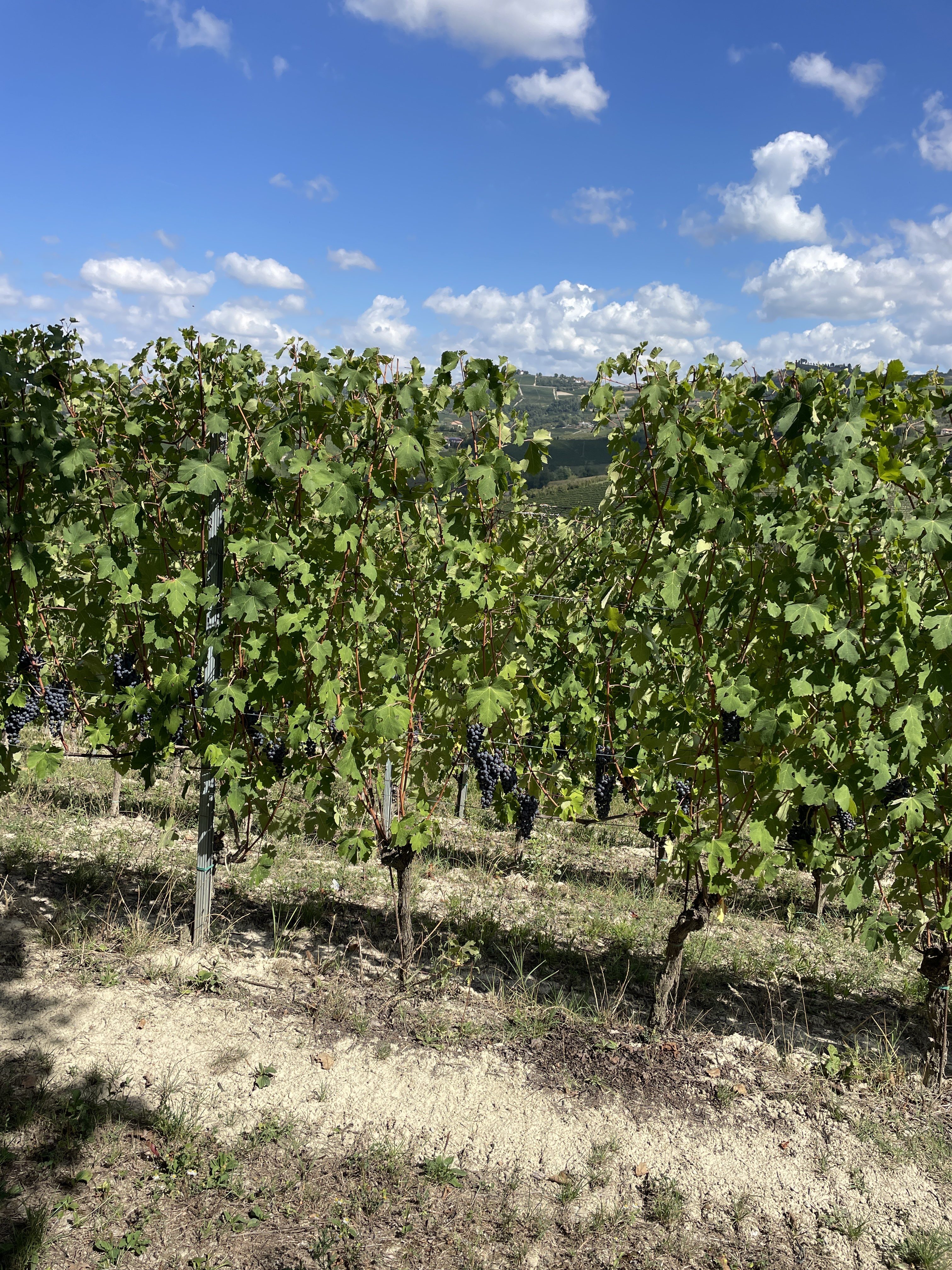Via Bricco, 10-22, 12060 Grinzane Cavour CN, Italy / 03-09-2025 13:54 / 26.5 °C en onbewolkt / 259 m