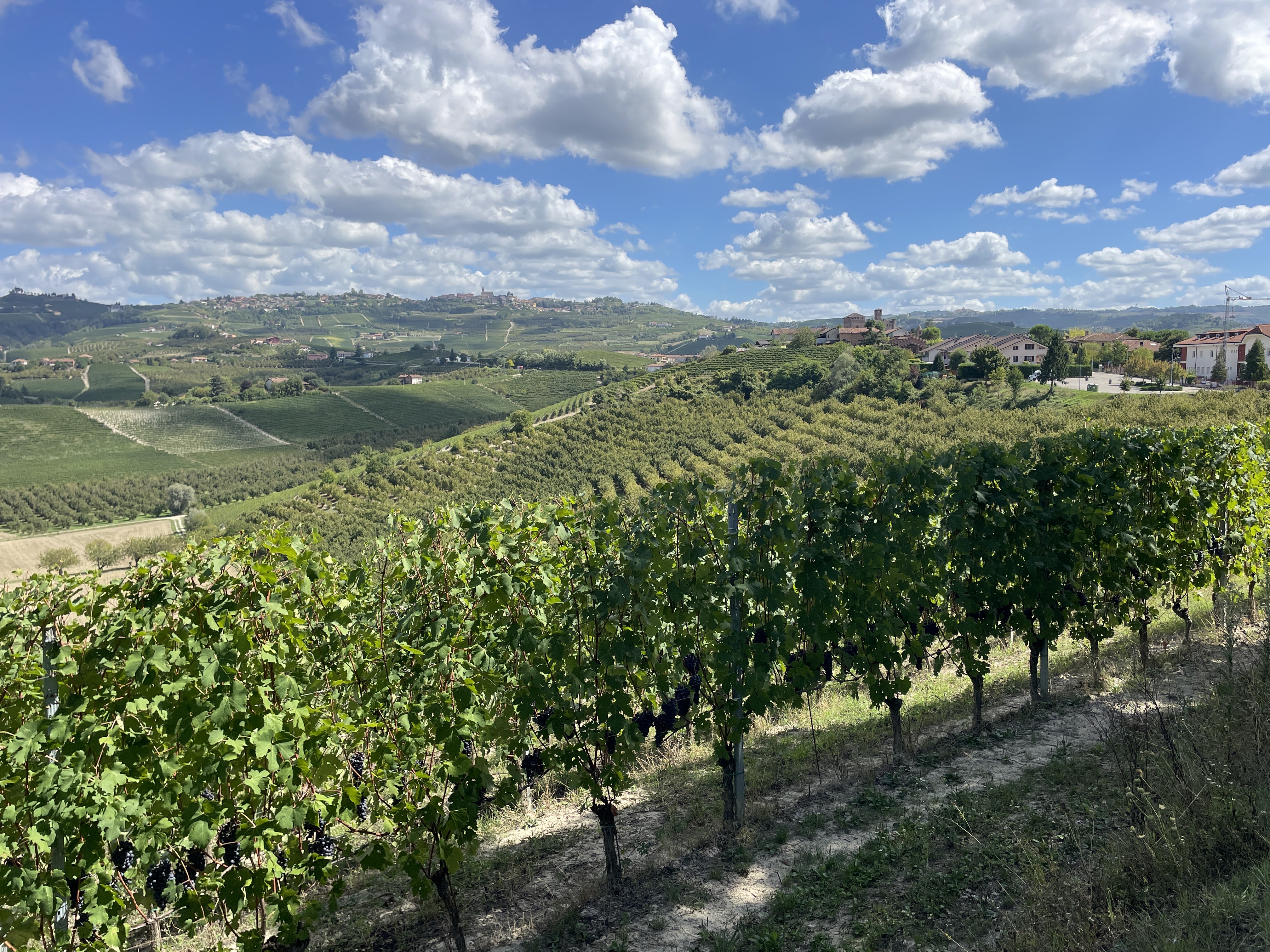 Via Bricco, 10-22, 12060 Grinzane Cavour CN, Italy / 03-09-2025 13:54 / 26.25 °C en onbewolkt / 261 m