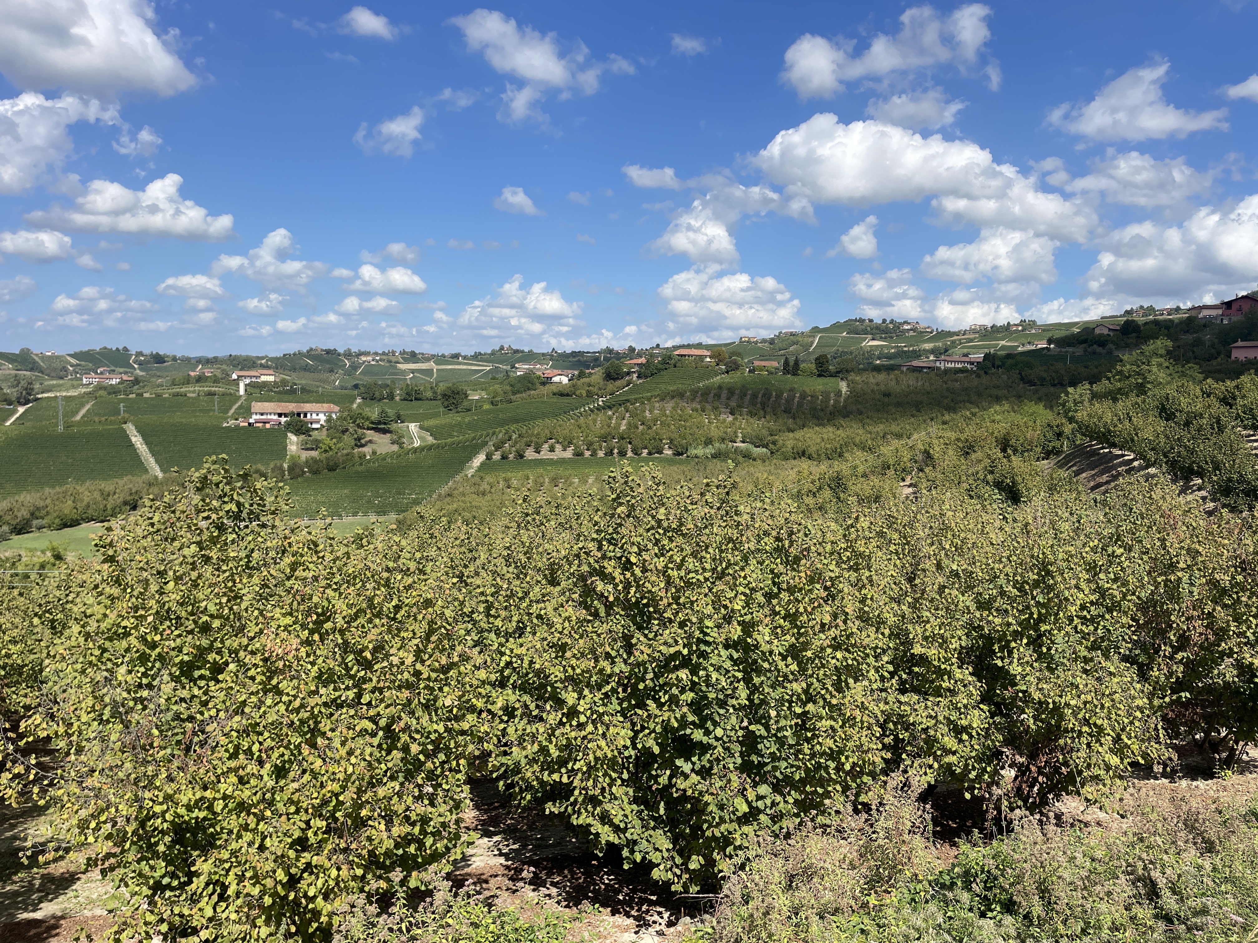 Via IV Novembre, 110, 12060 Grinzane Cavour CN, Italy / 03-09-2025 14:33 / 26.27 °C en onbewolkt / 262 m