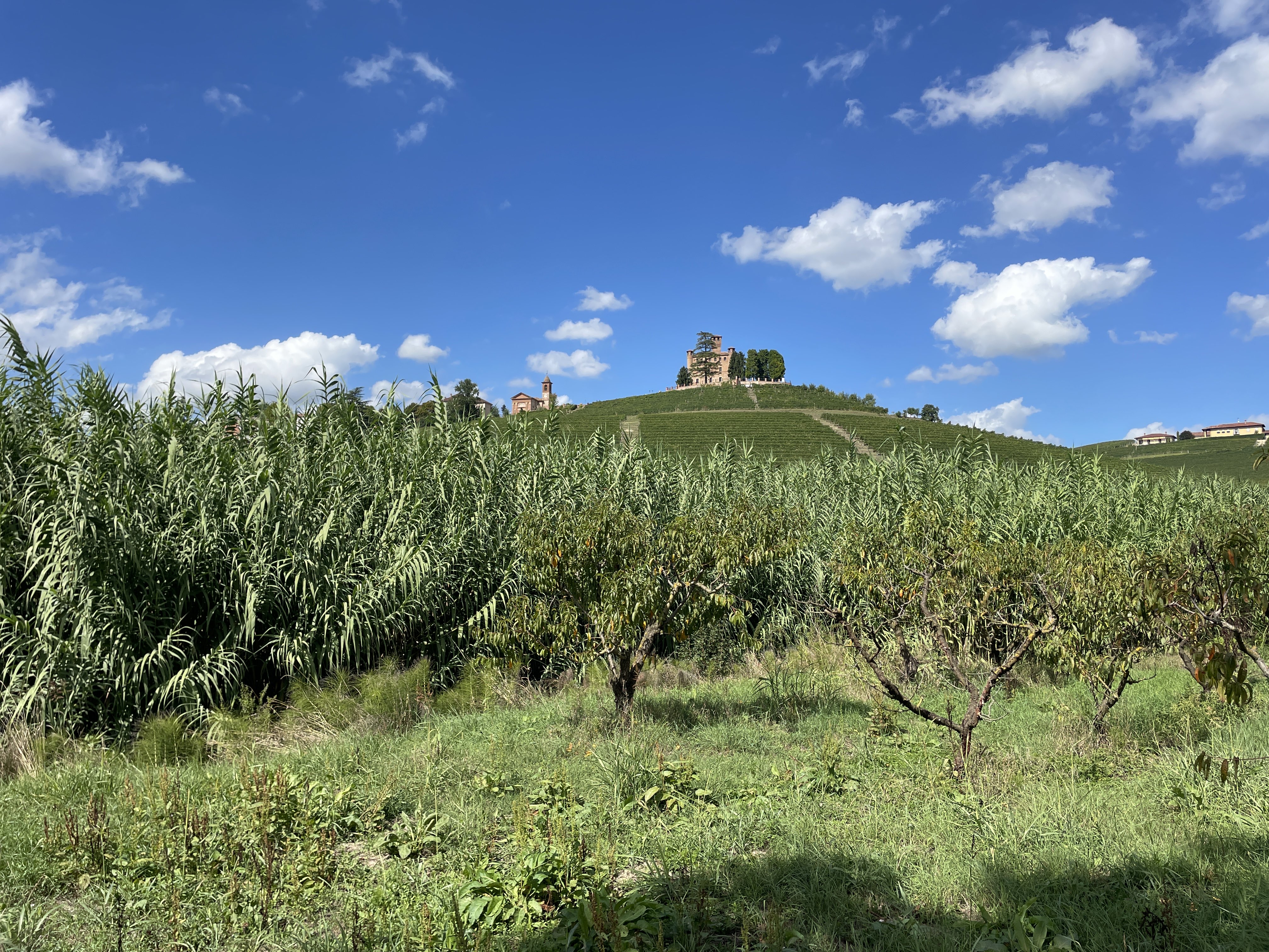 Valle Talloria (Bv. Carzello), 12060 Grinzane Cavour CN, Italy / 03-09-2025 15:15 / 25.59 °C en onbewolkt / 204 m