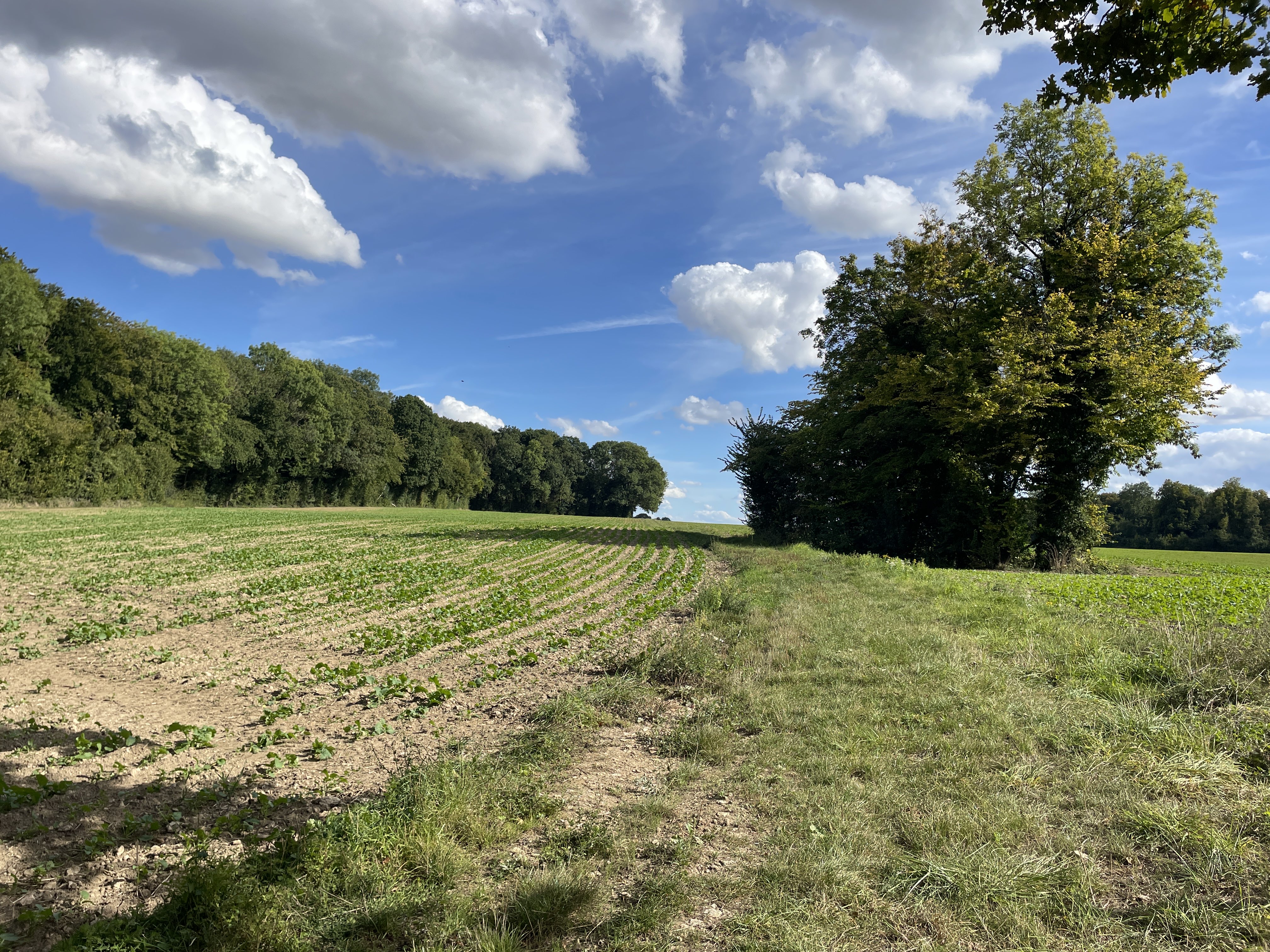GRC8+4G Saint-Erme-Outre-et-Ramecourt, France / 09-09-2025 16:21 / 21.78 °C en half bewolkt / 195 m