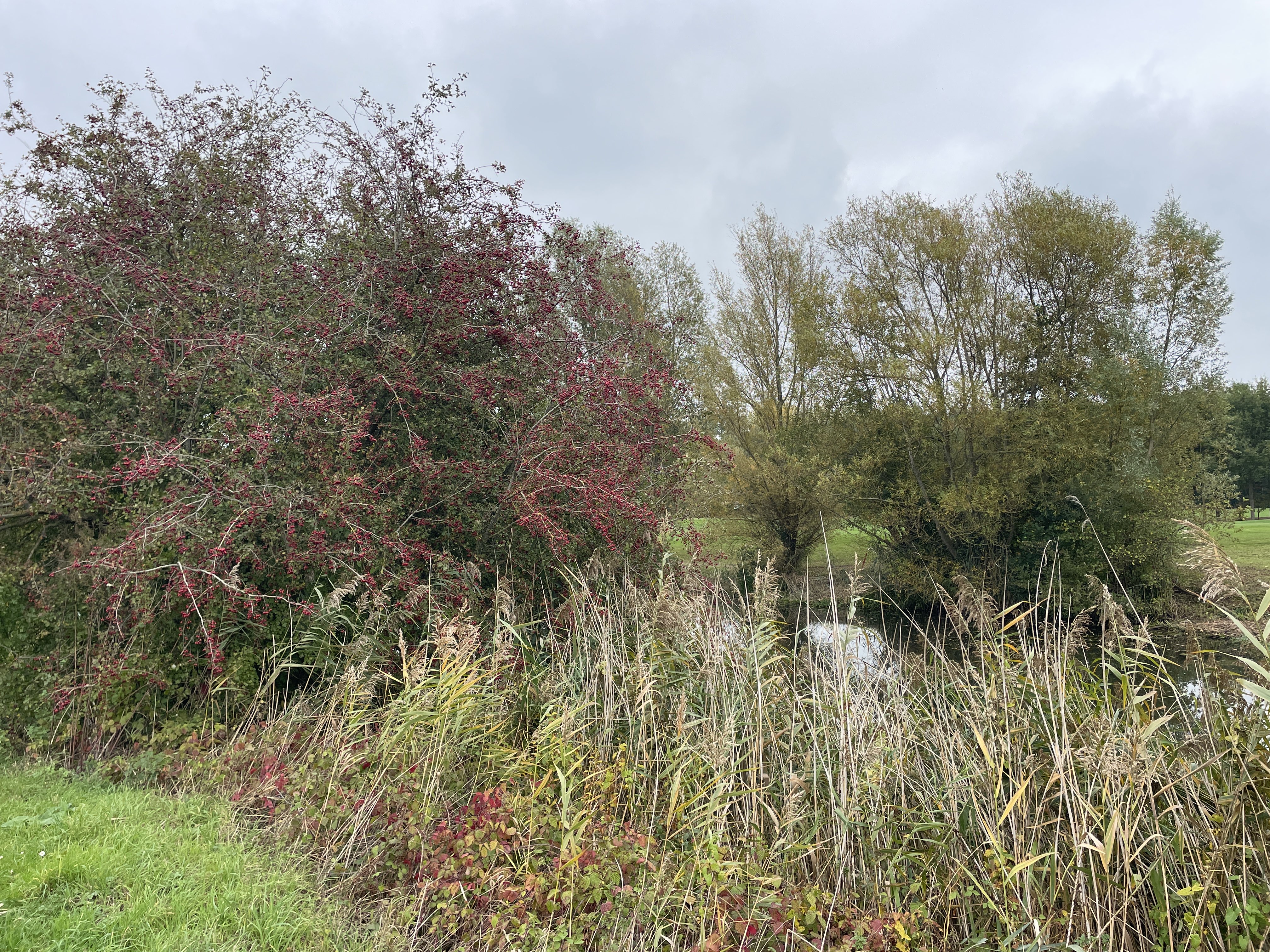 RG8V+GP Wortegem-Petegem, Belgium / 11-10-2025 15:25 / 15.92 °C en half bewolkt / 9 m