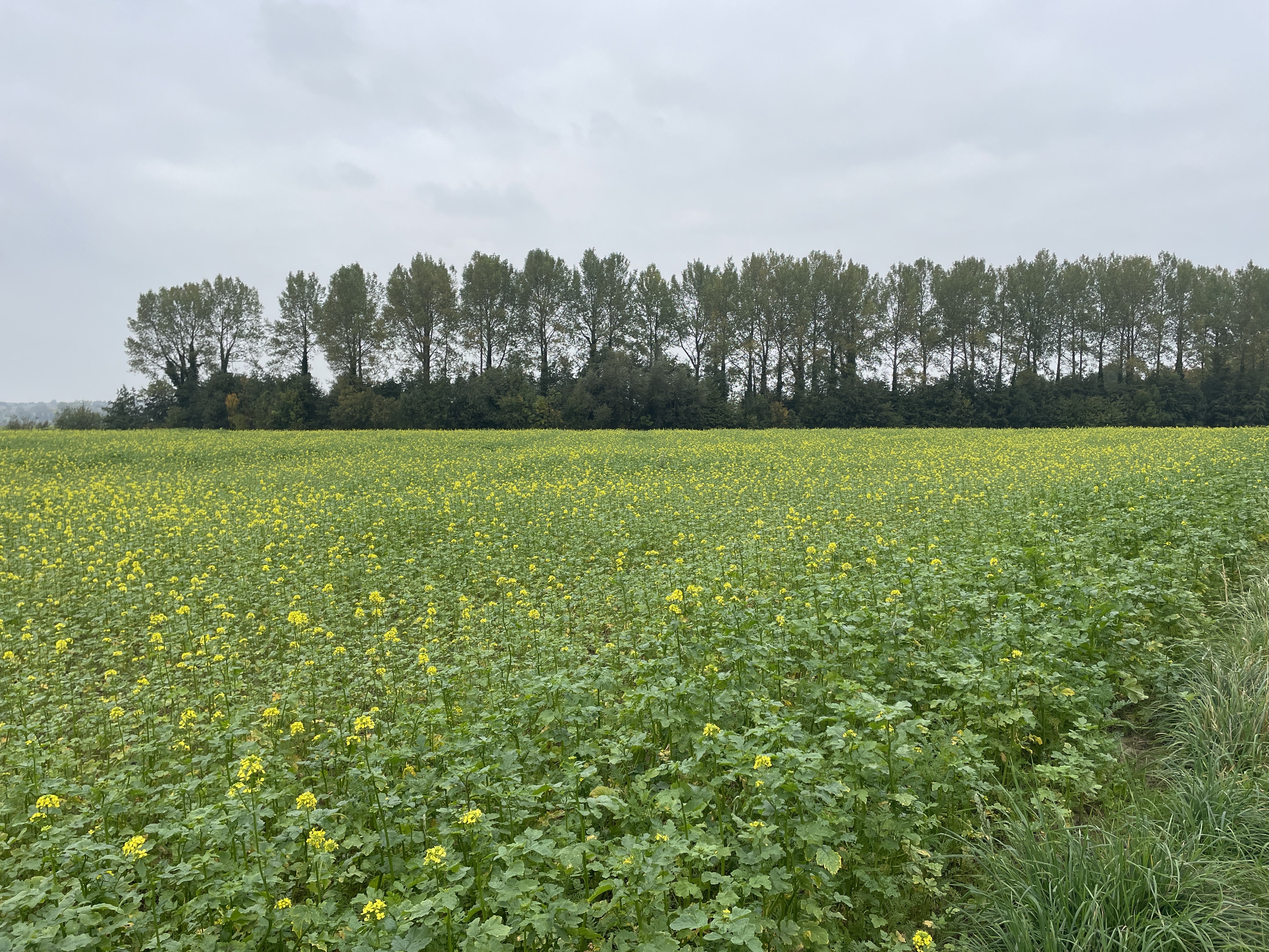 Scheldestraat 8-6, 9790 Wortegem-Petegem, Belgium / 11-10-2025 15:40 / 15.89 °C en half bewolkt / 17 m