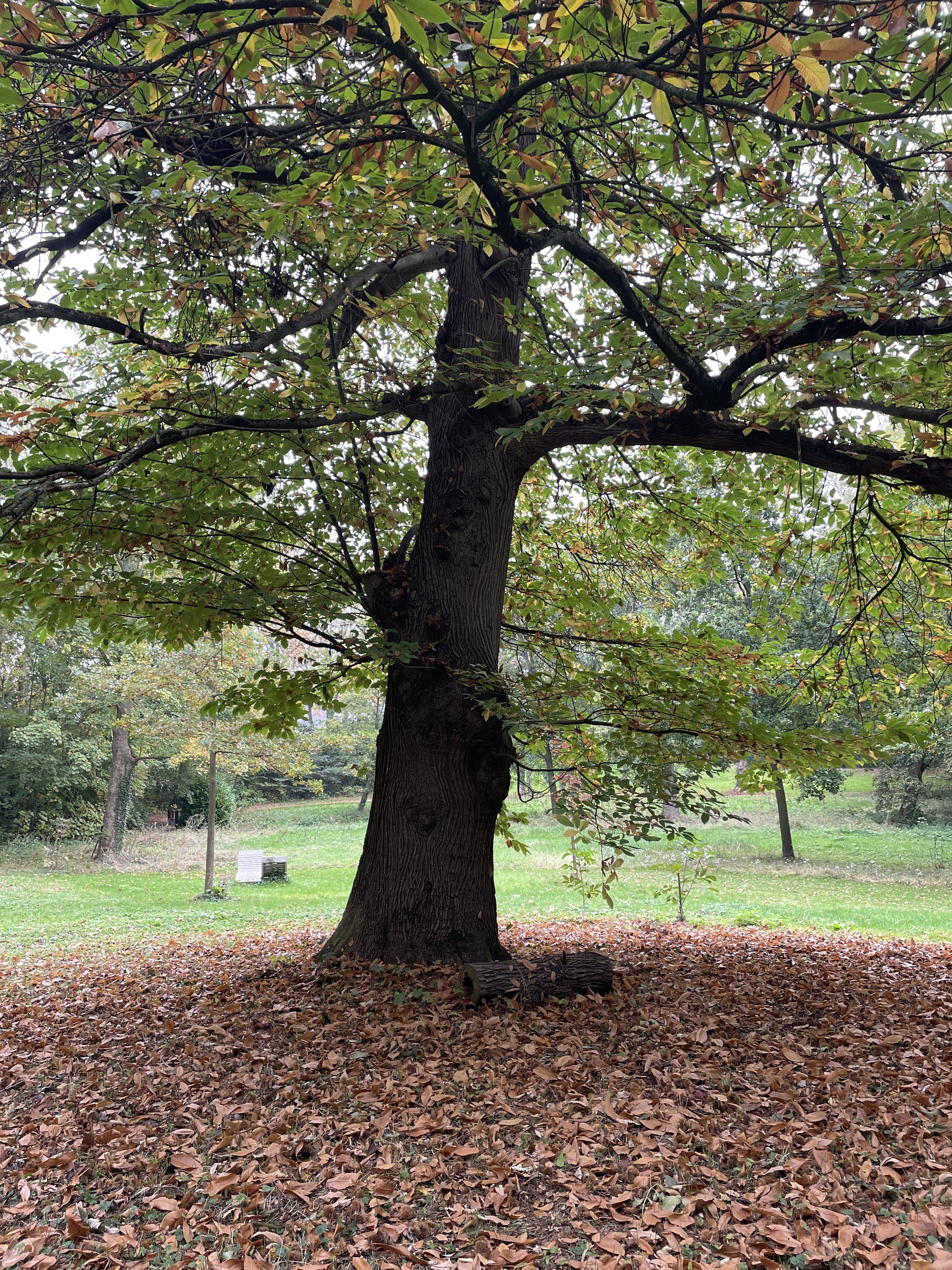 N453 100, 9790 Wortegem-Petegem, Belgium / 12-10-2025 10:30 / 15.55 °C en licht bewolkt / 15 m