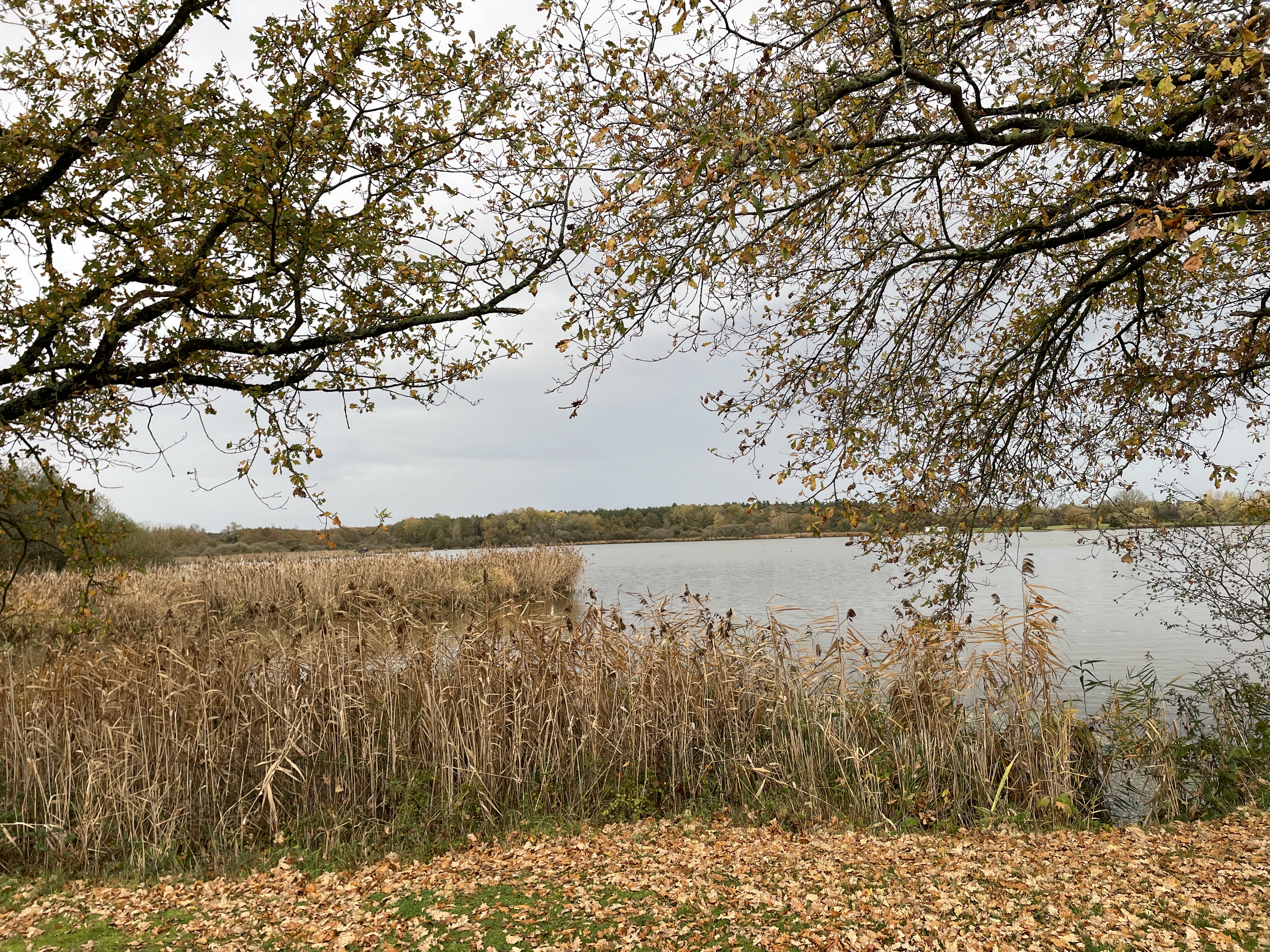 3 D80, 36350 Luant, France / 14-11-2025 16:14 / 15.04 °C en matige regen / 154 m