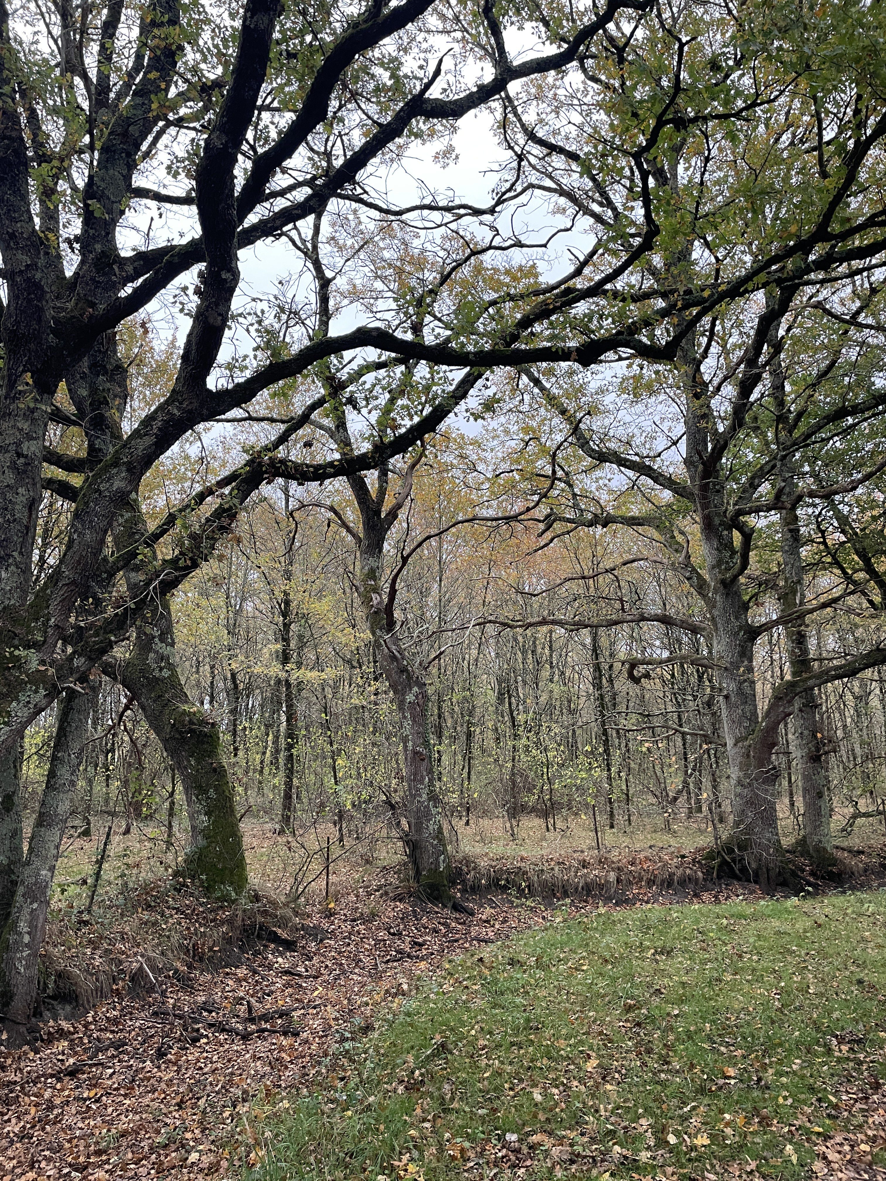 L'Étang Duris, 36350 Luant, France / 14-11-2025 16:20 / 15.06 °C en matige regen / 152 m
