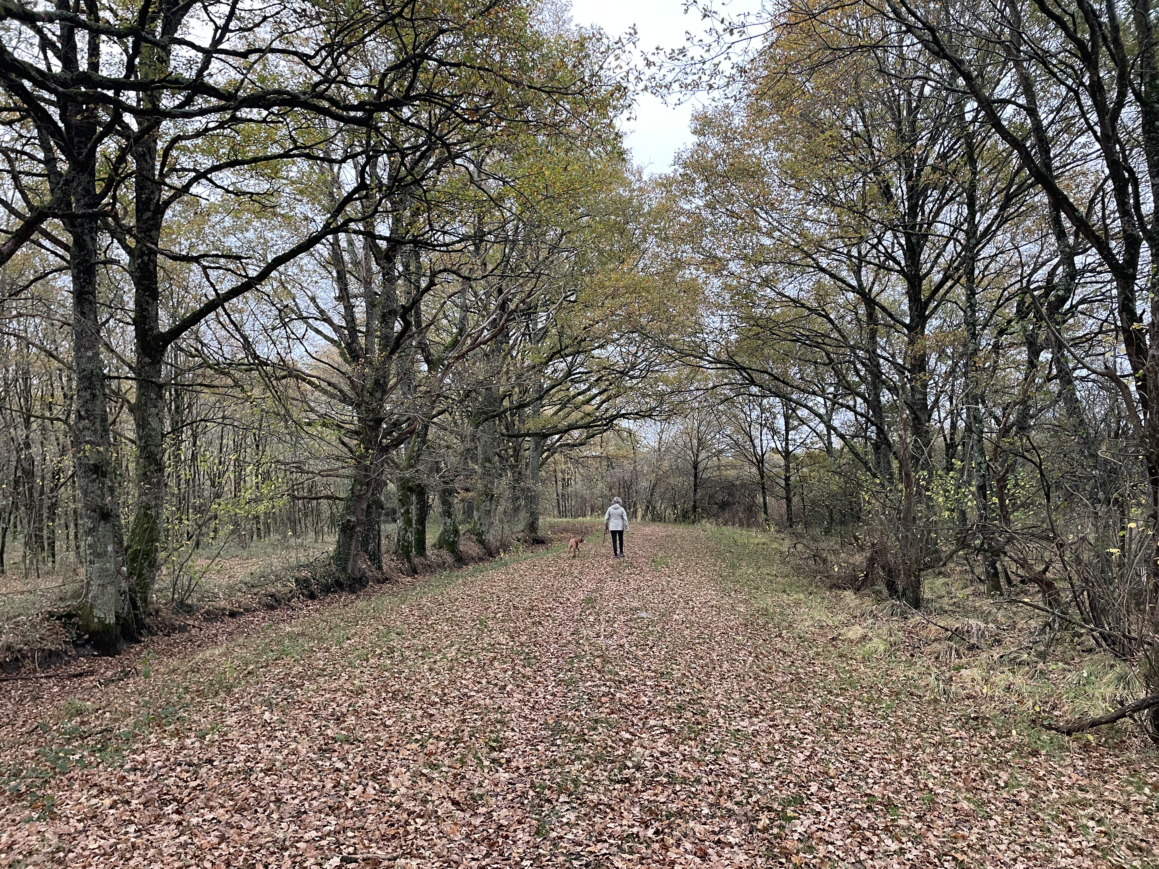L'Étang Duris, 36350 Luant, France / 14-11-2025 16:22 / 15.06 °C en matige regen / 151 m