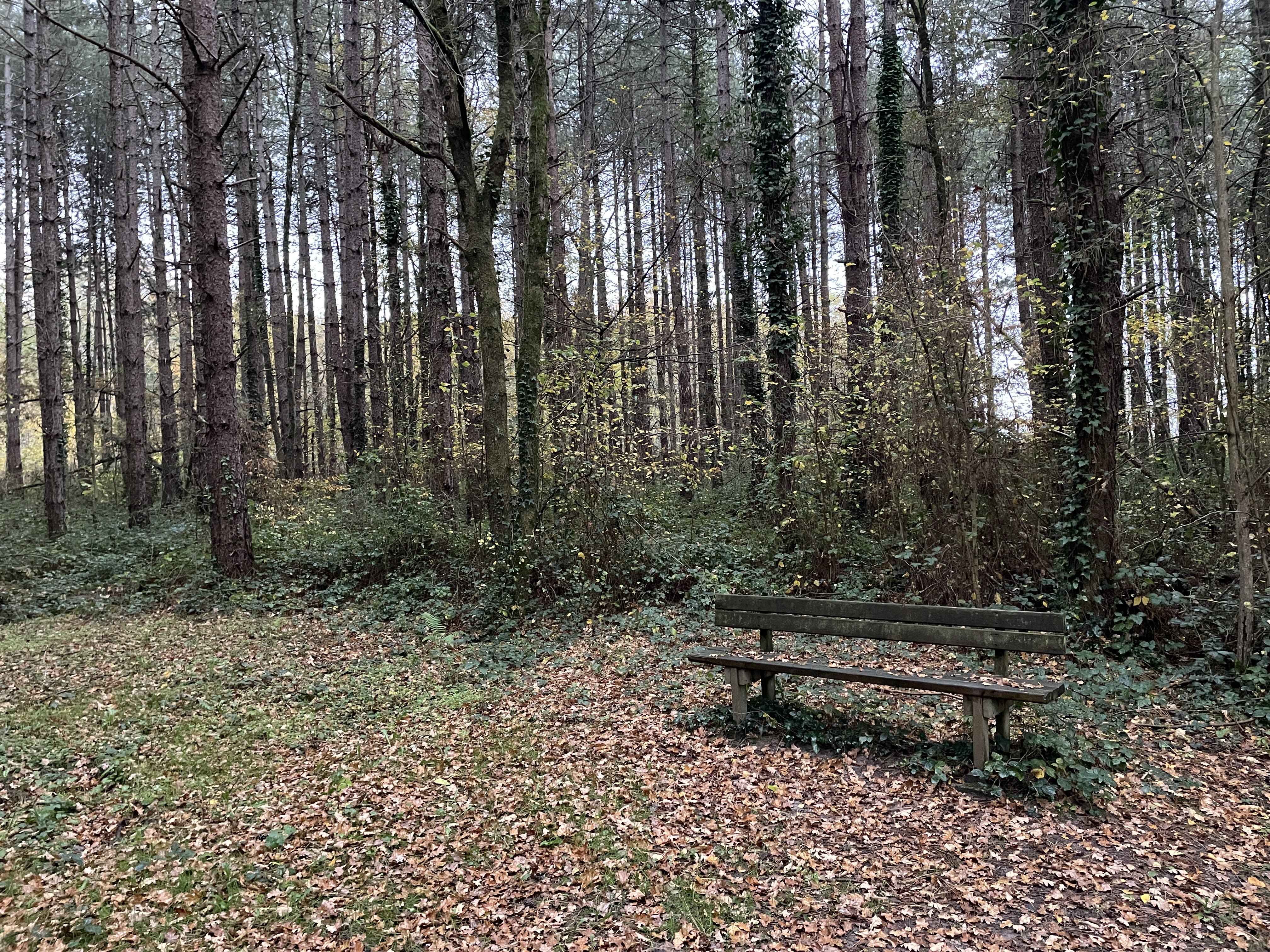 PHGM+46 Luant, France / 14-11-2025 16:40 / 15.03 °C en lichte regen / 156 m