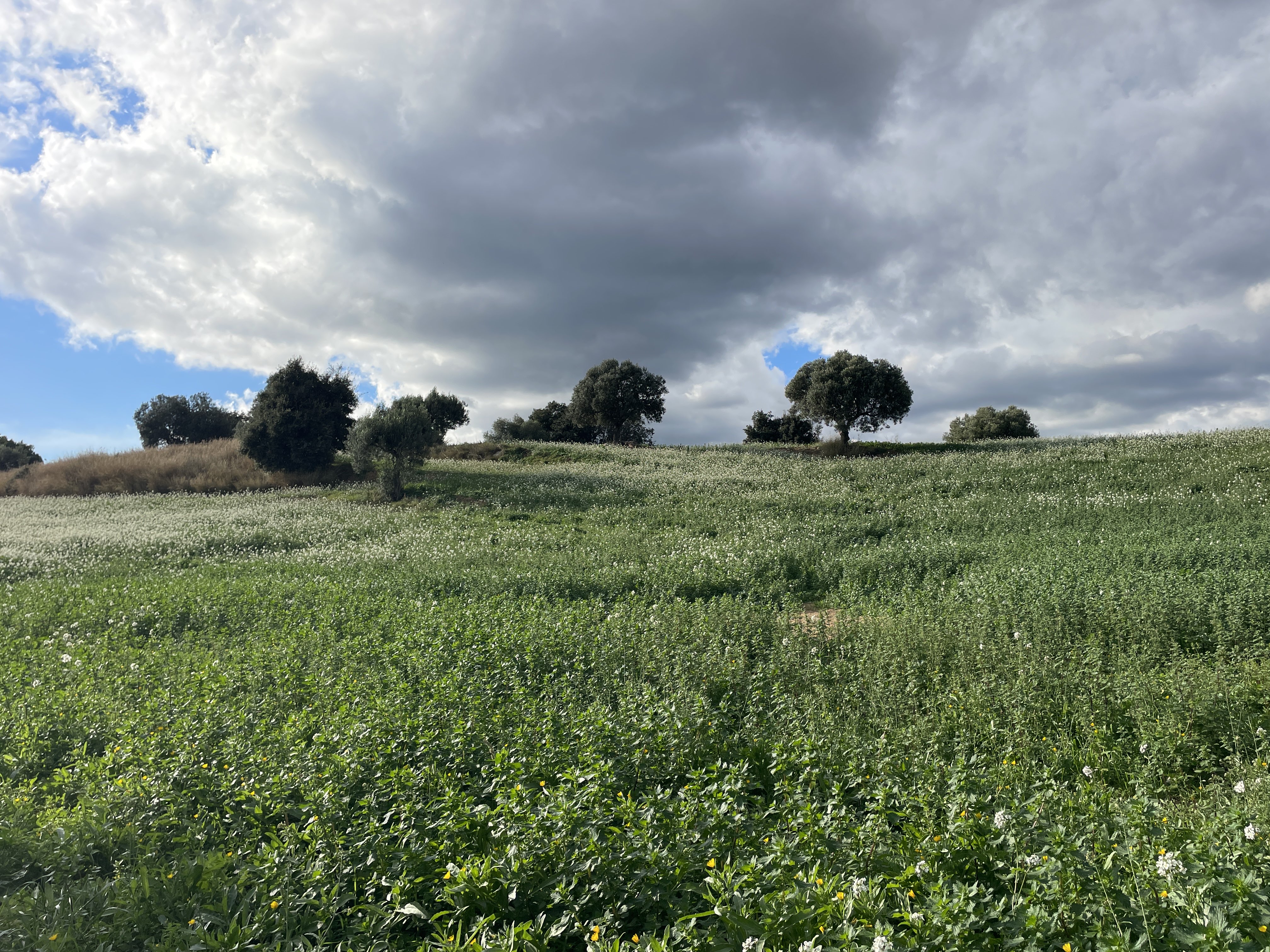 M8G4+2R Els Gorgs, Spain / 17-11-2025 15:05 / 16.43 °C en half bewolkt / 308 m