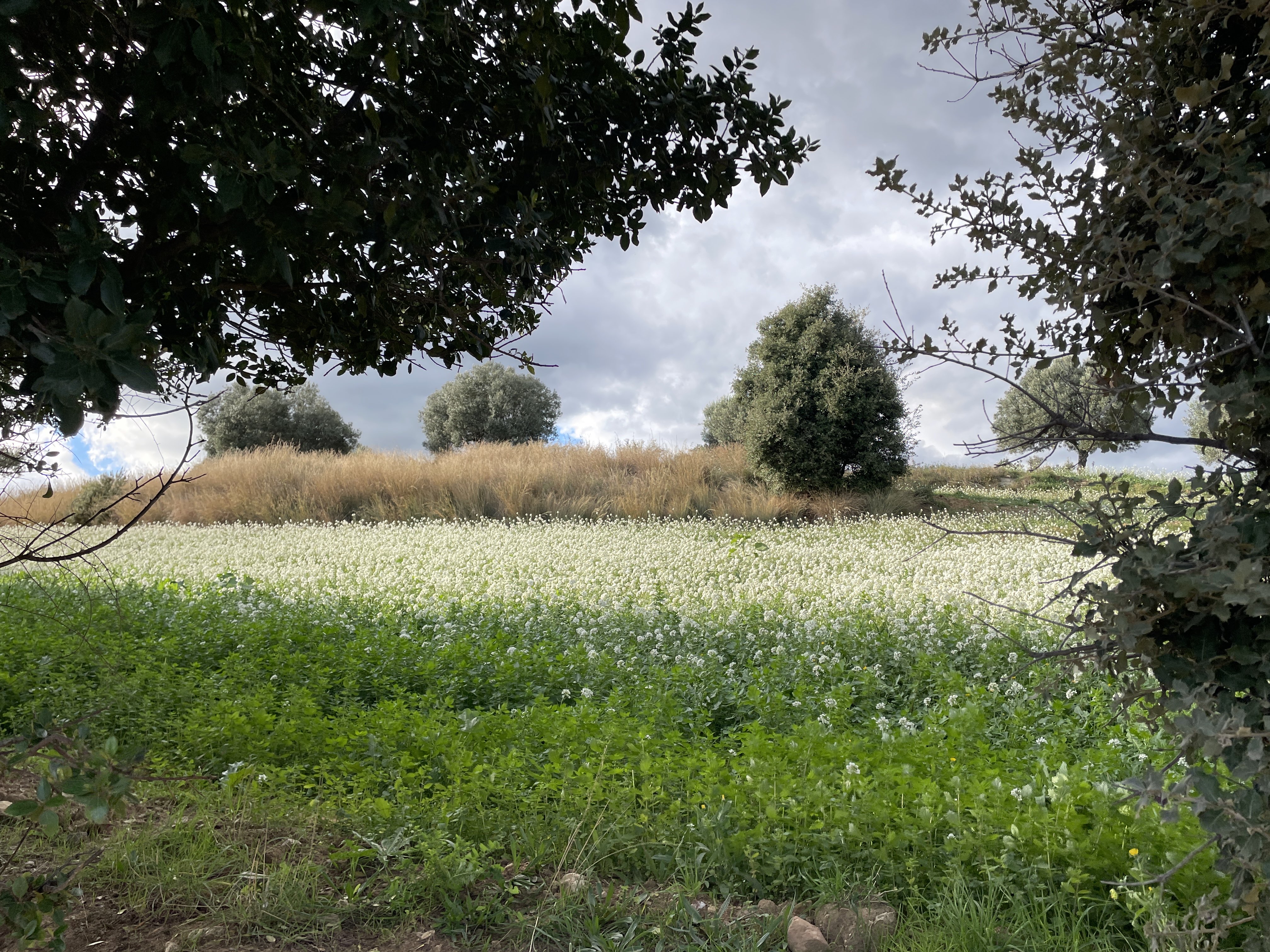 M8F4+WM Els Gorgs, Spain / 17-11-2025 15:06 / 16.42 °C en half bewolkt / 309 m