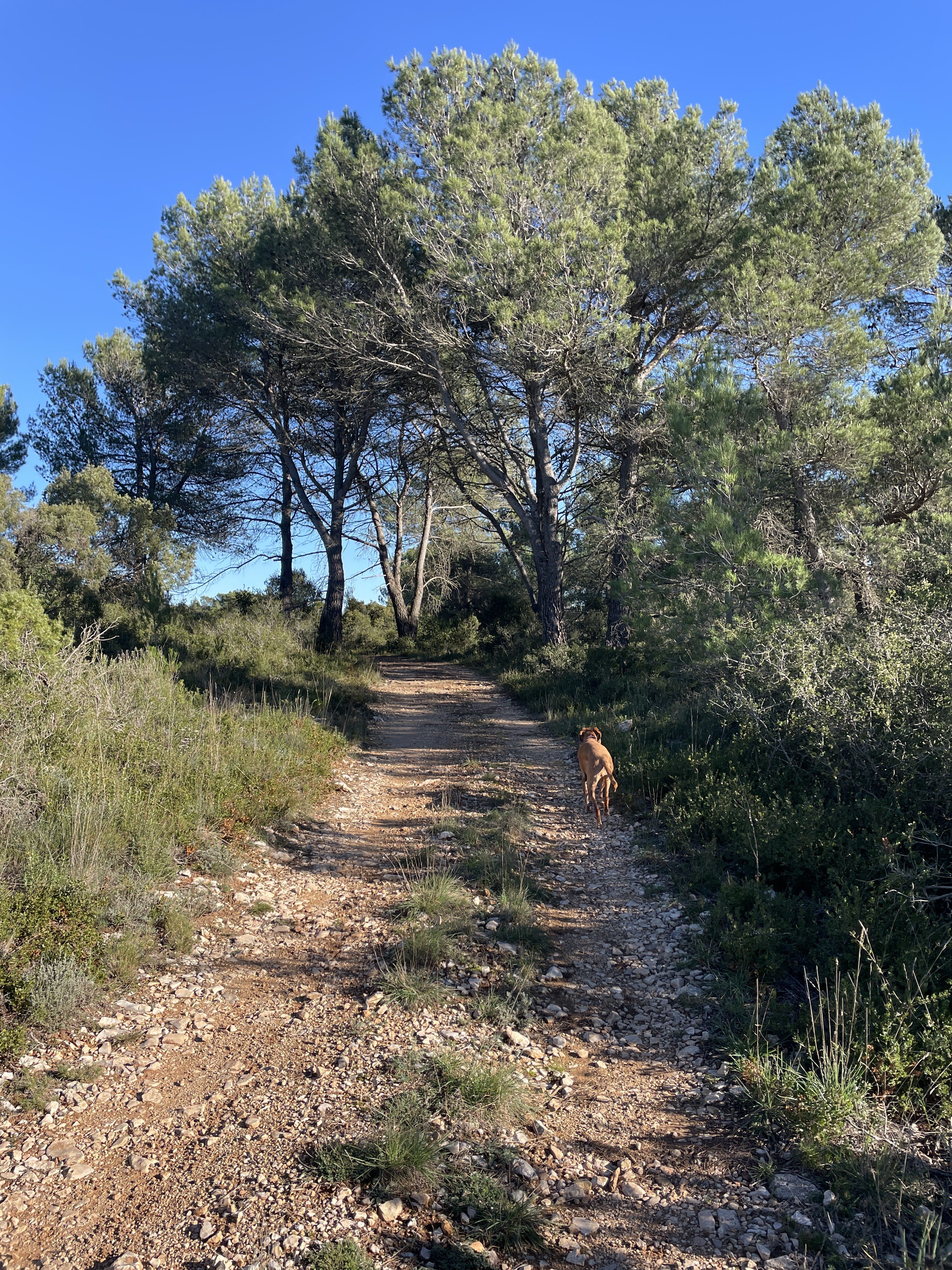 CGG6+4H Pontons, Spain / 18-11-2025 14:57 / 11.4 °C en onbewolkt / 691 m