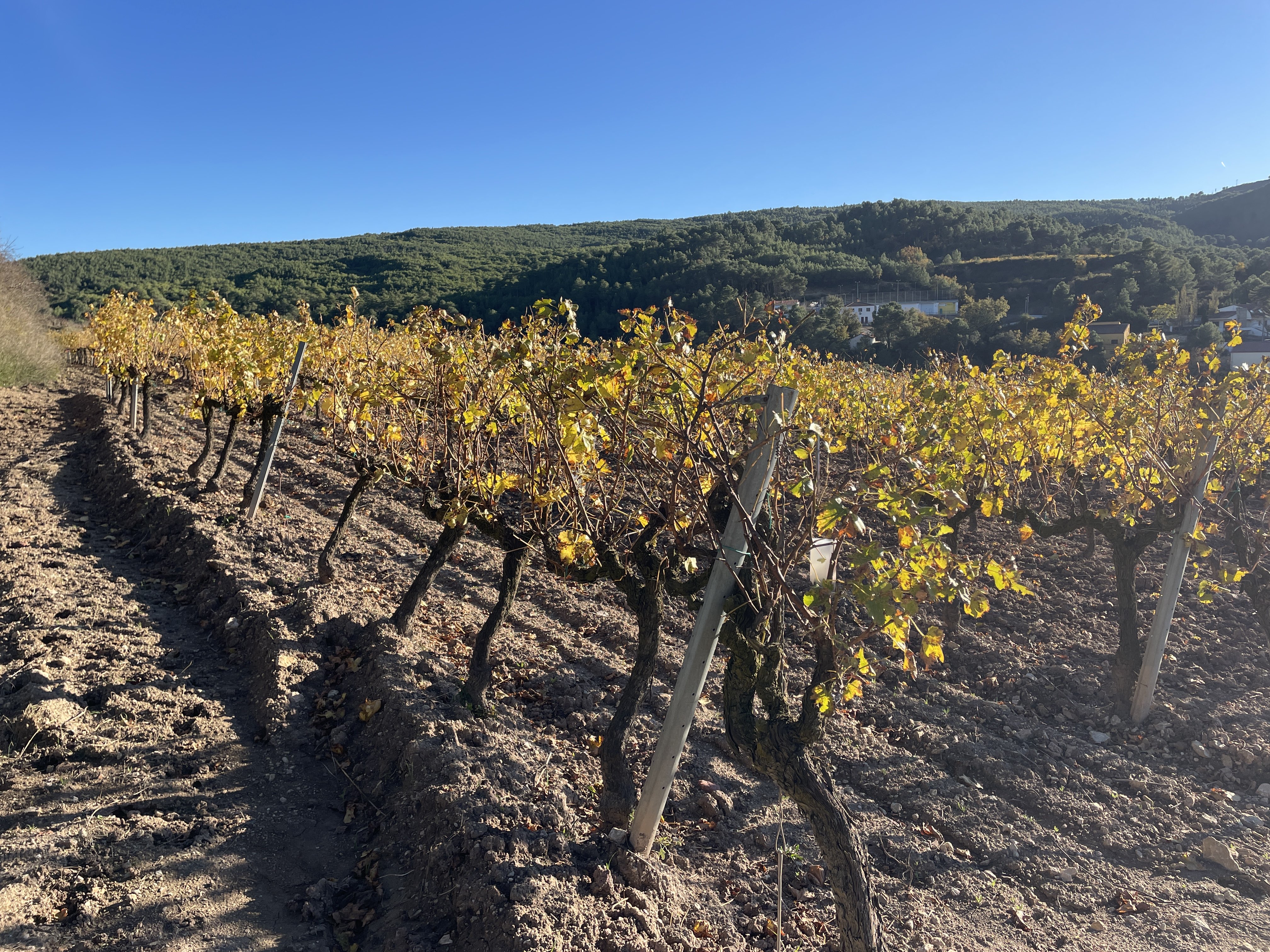 Caracter Mas de Pontons, 57, 08738 Pontons, Barcelona, Spain / 18-11-2025 15:46 / 11.42 °C en onbewolkt / 614 m