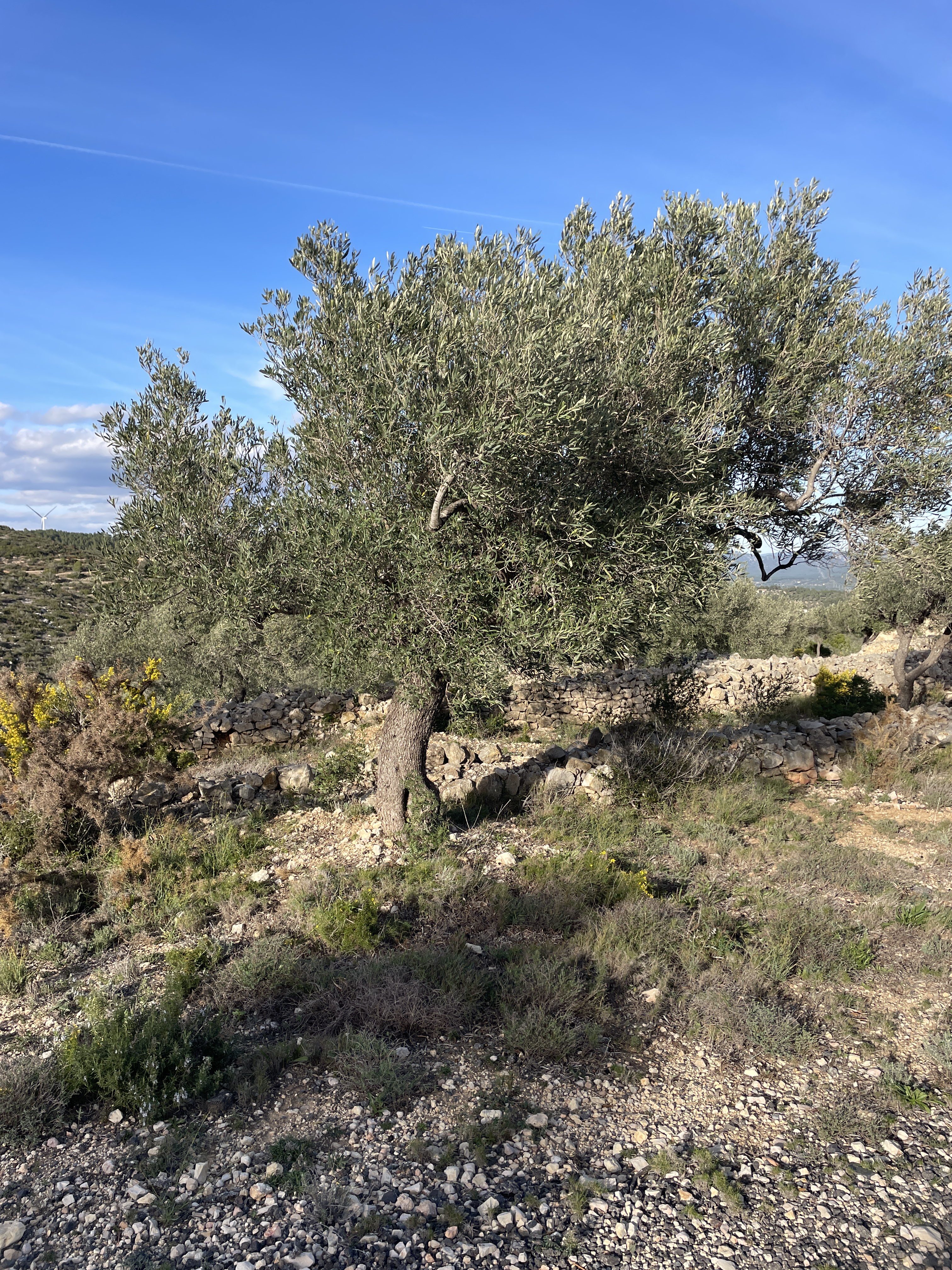 VM9X+94 El Perelló, Spain / 19-11-2025 15:24 / 12.92 °C en bewolkt / 232 m