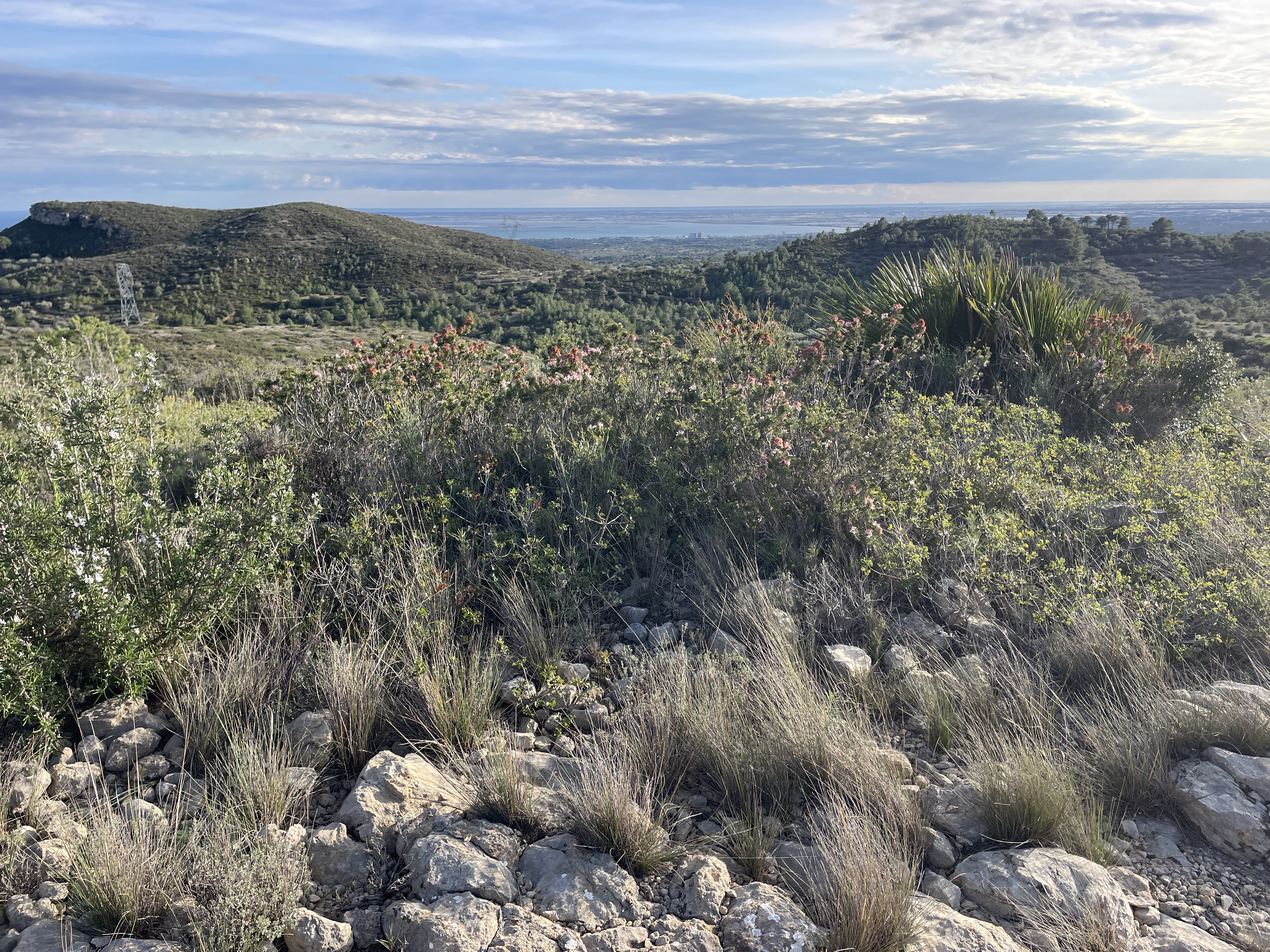 VM9W+86 El Perelló, Spain / 19-11-2025 15:32 / 12.92 °C en bewolkt / 252 m