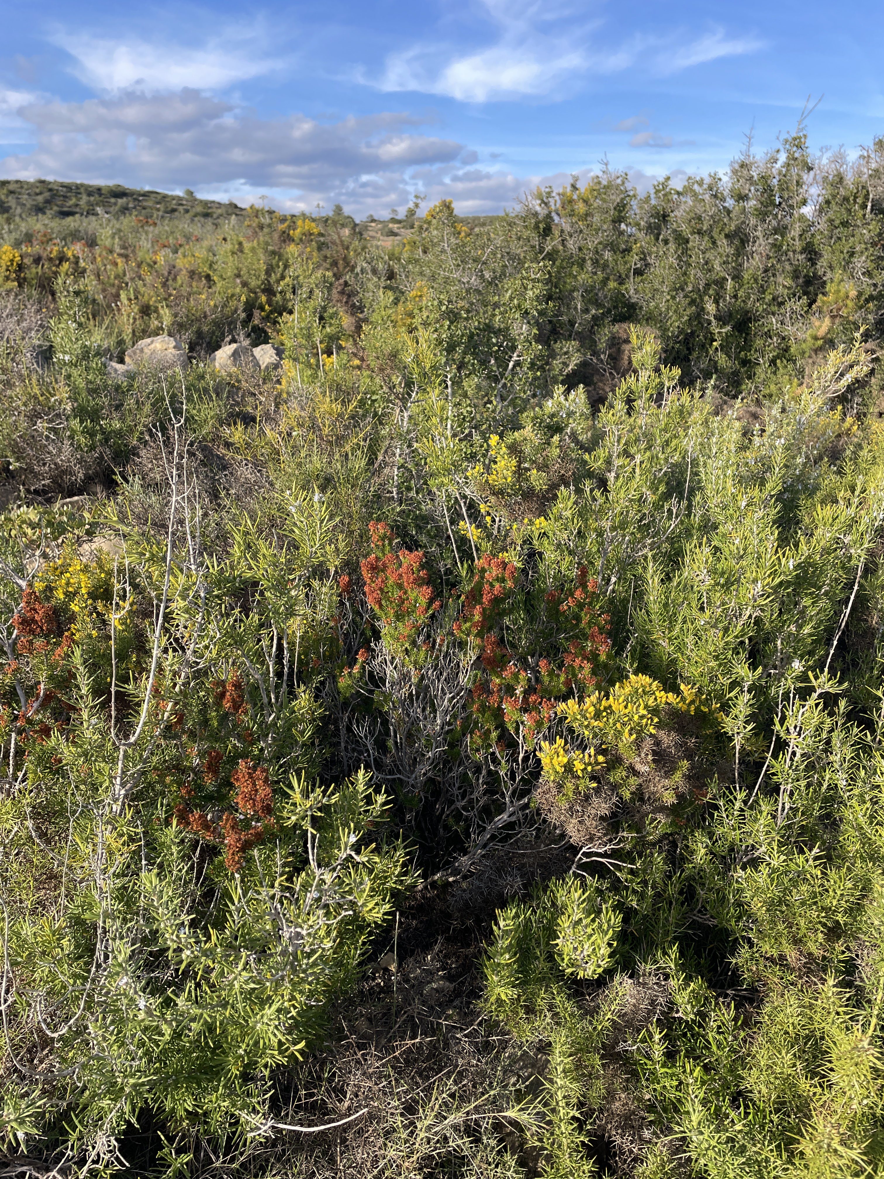 VM9W+C6 El Perelló, Spain / 19-11-2025 15:33 / 12.92 °C en bewolkt / 255 m