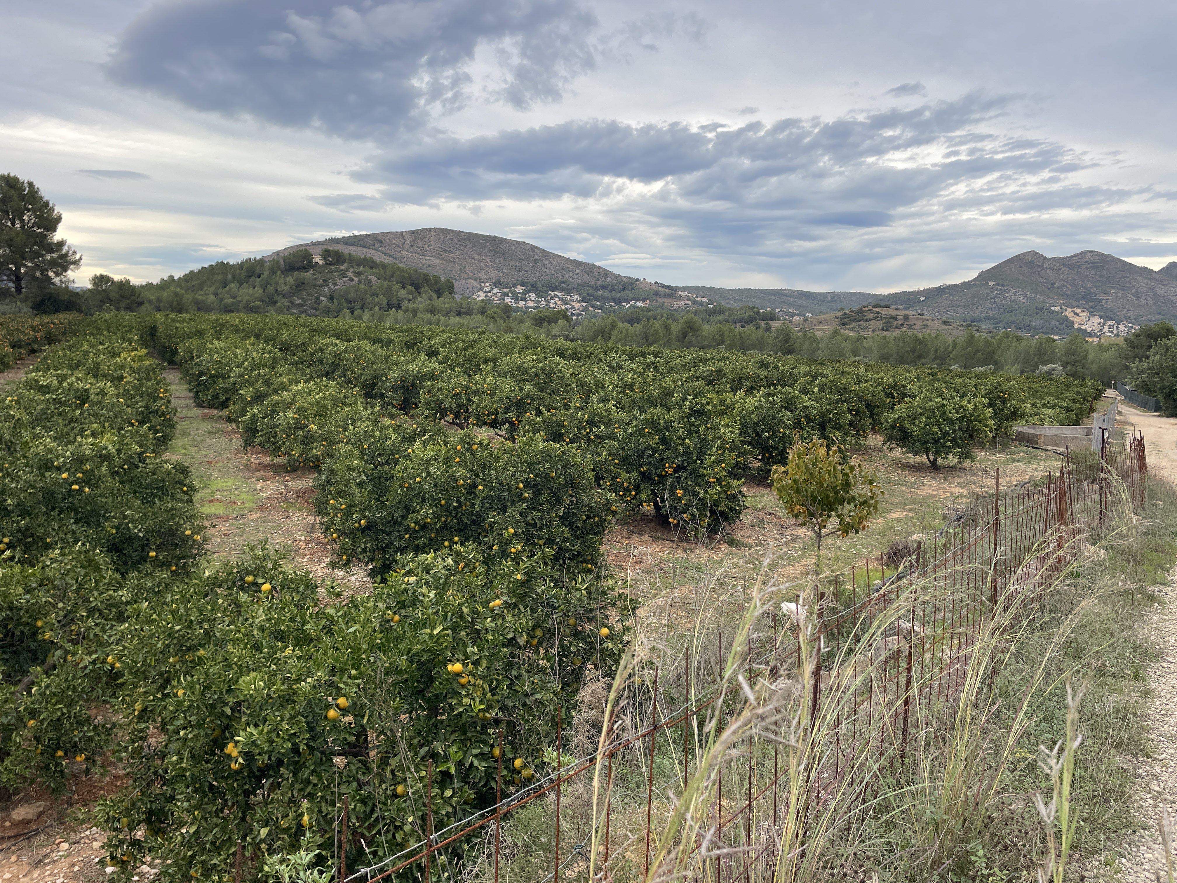 PWMR+RW Parcent, Spain / 24-11-2025 15:53 / 16.08 °C en bewolkt / 276 m