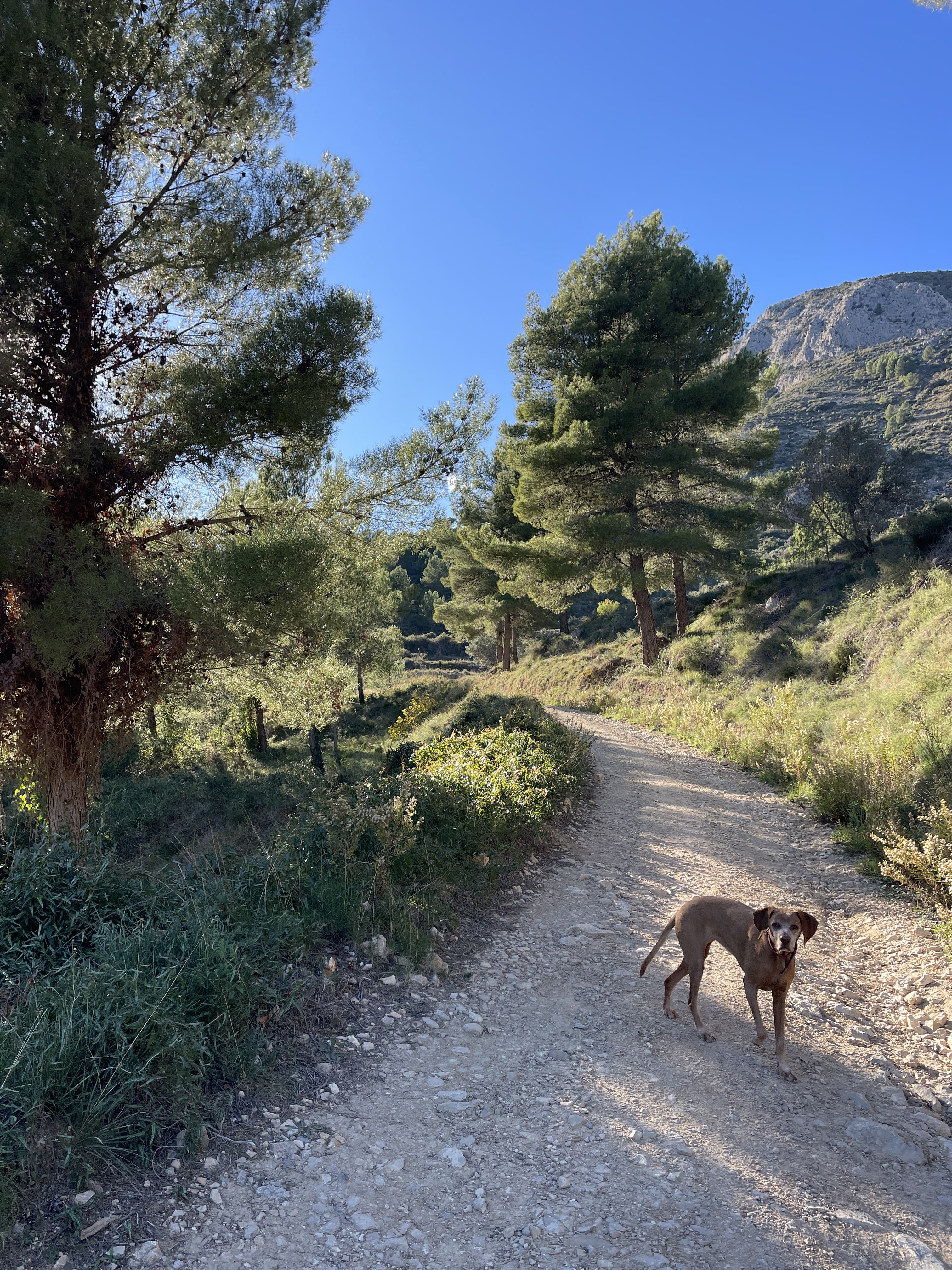 Partida Guap-dar, 3, 03520 Polop, Alicante, Spain / 26-11-2025 15:04 / 10.49 °C en onbewolkt / 602 m