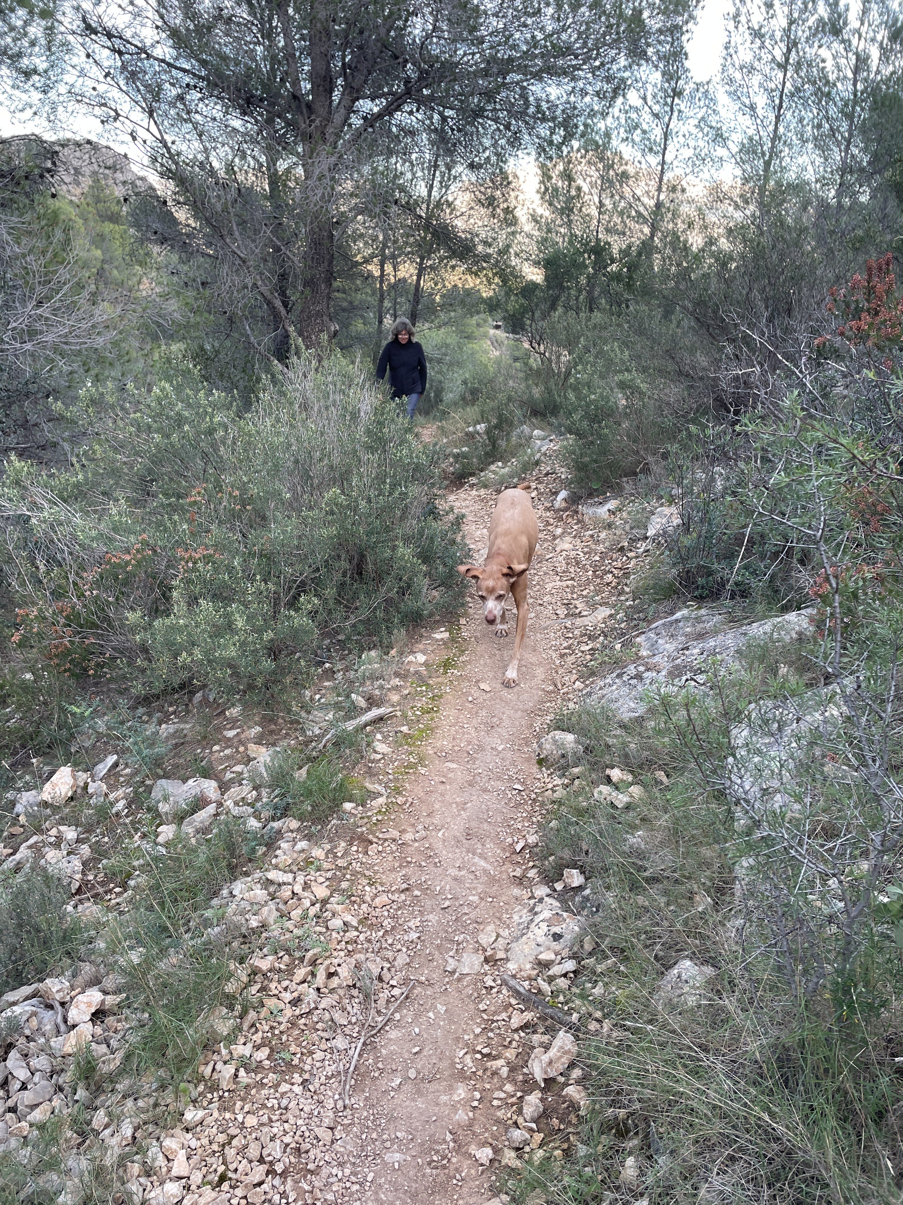 JRGV+6R Barony of Polop, Spain / 27-11-2025 16:00 / 11.79 °C en bewolkt / 376 m