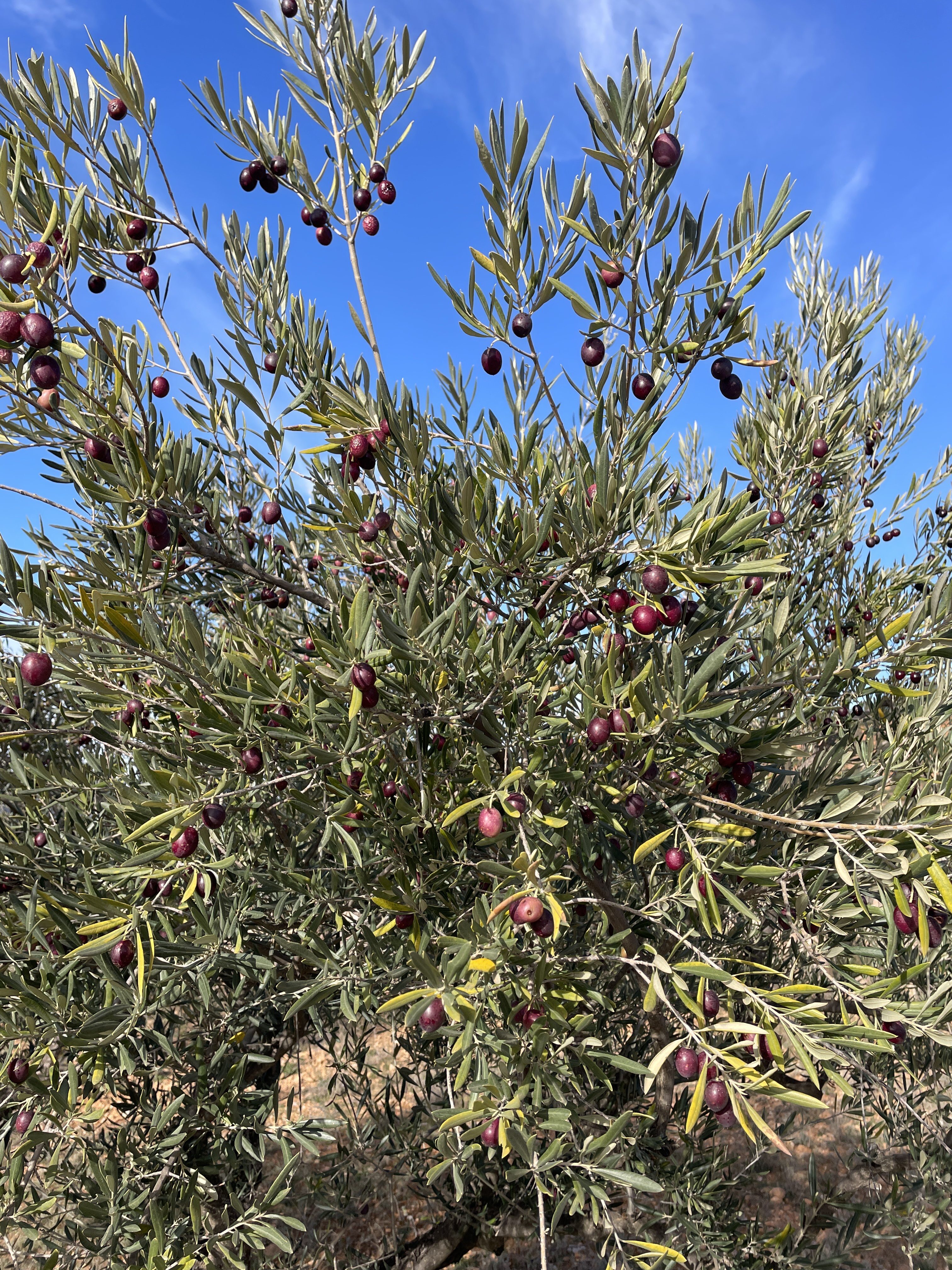 3XHF+Q8 Ayora, Spain / 29-11-2025 14:22 / 14.46 °C en bewolkt / 586 m