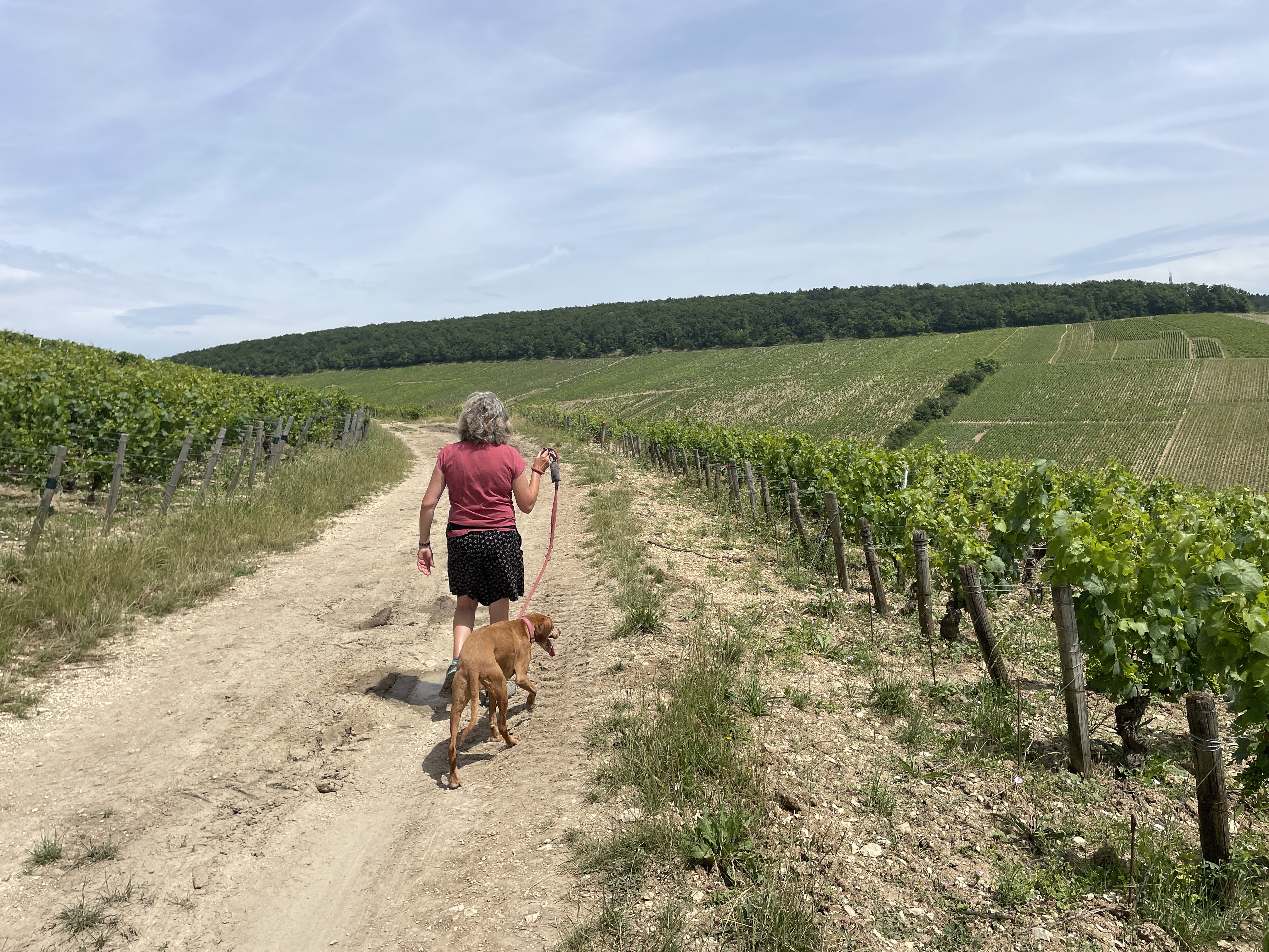 RR97+VW Chablis, France / 05-07-2024 14:24 / 21.89 °C en bewolkt