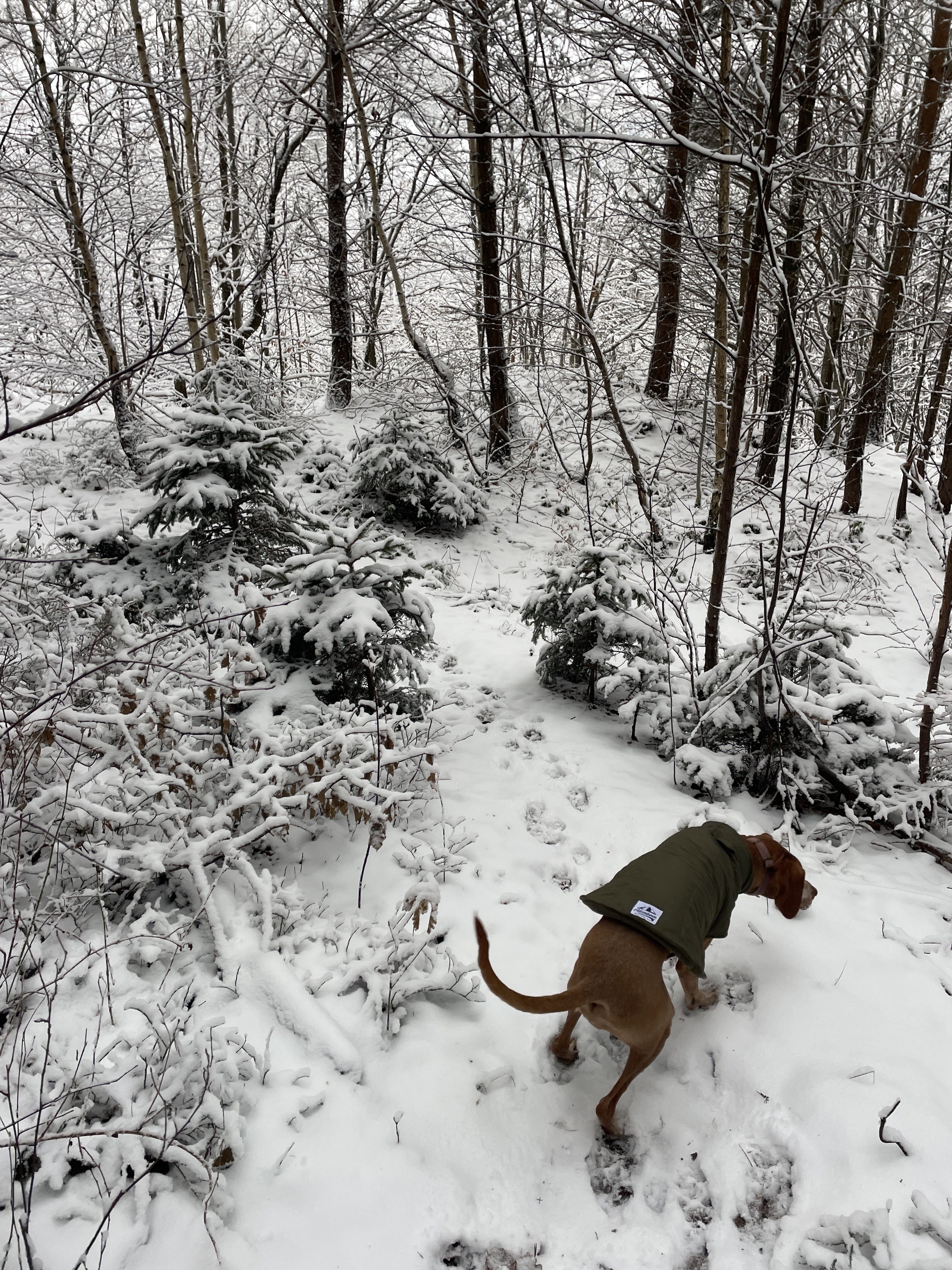 Rte de Wanne 14, 4970 Stavelot, Belgium / 10-01-2026 14:55 / -4.75 °C en bewolkt / 336 m