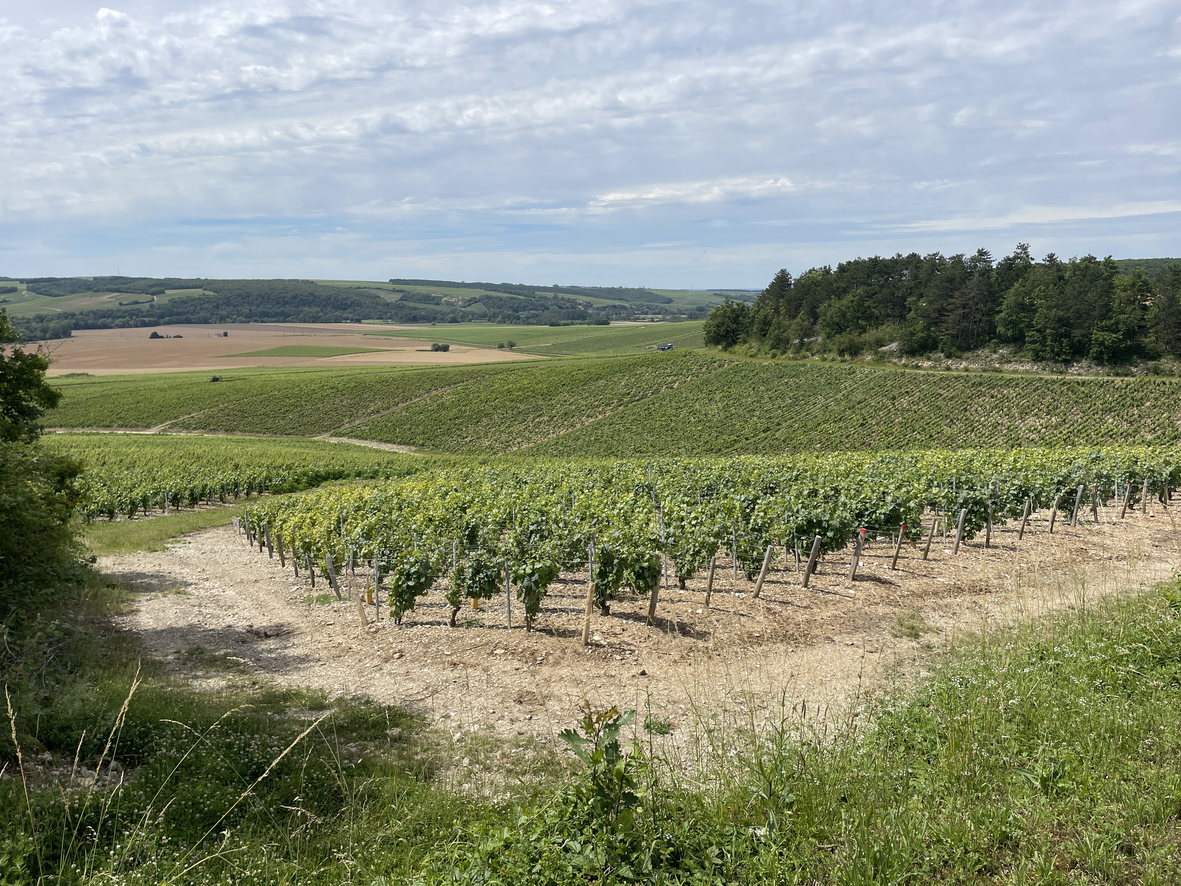 RRH2+75 Chablis, France / 05-07-2024 15:37 / 21.82 °C en bewolkt