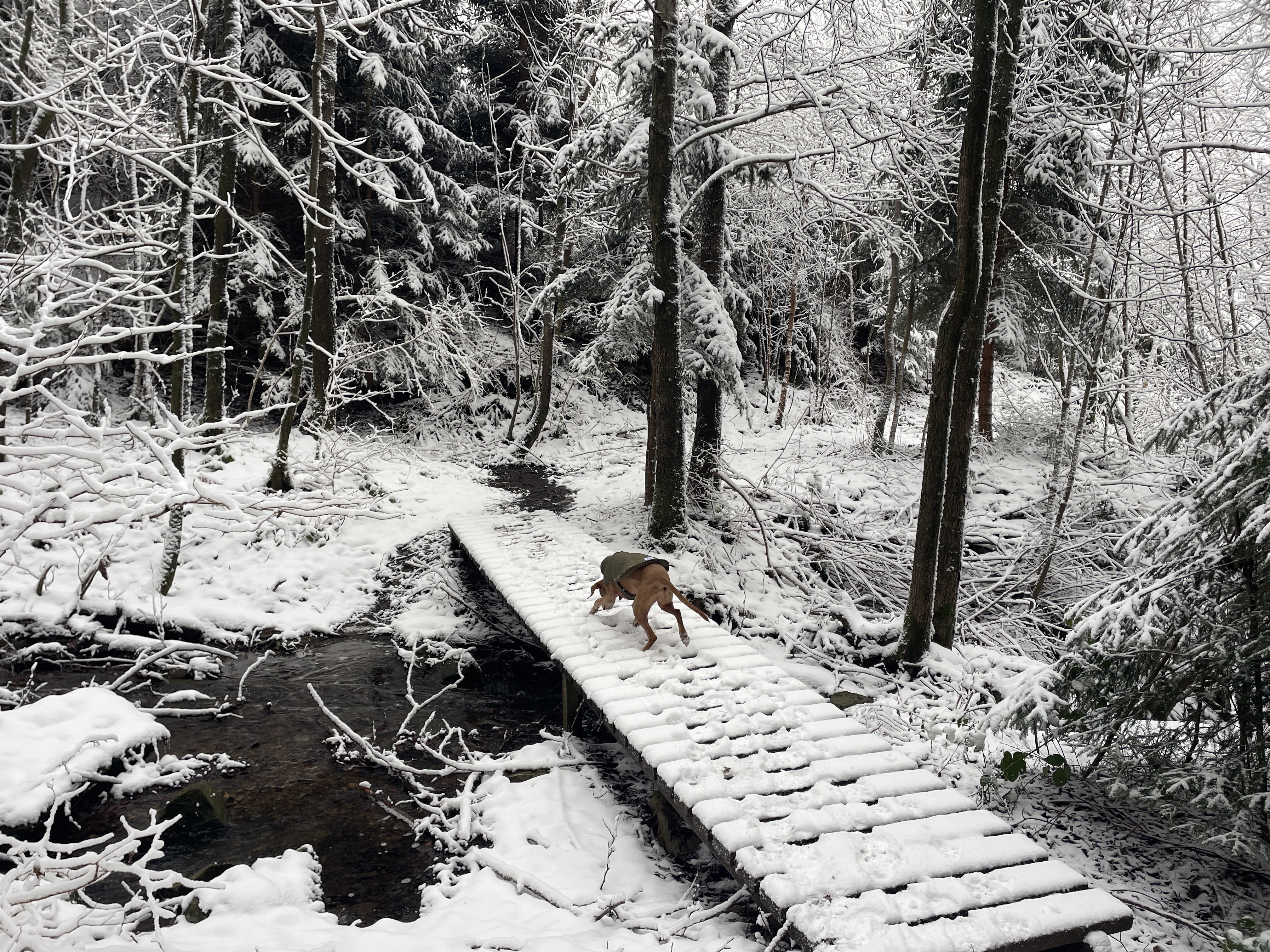 9WMJ+RV Stavelot, Belgium / 10-01-2026 14:58 / -4.18 °C en bewolkt / 330 m