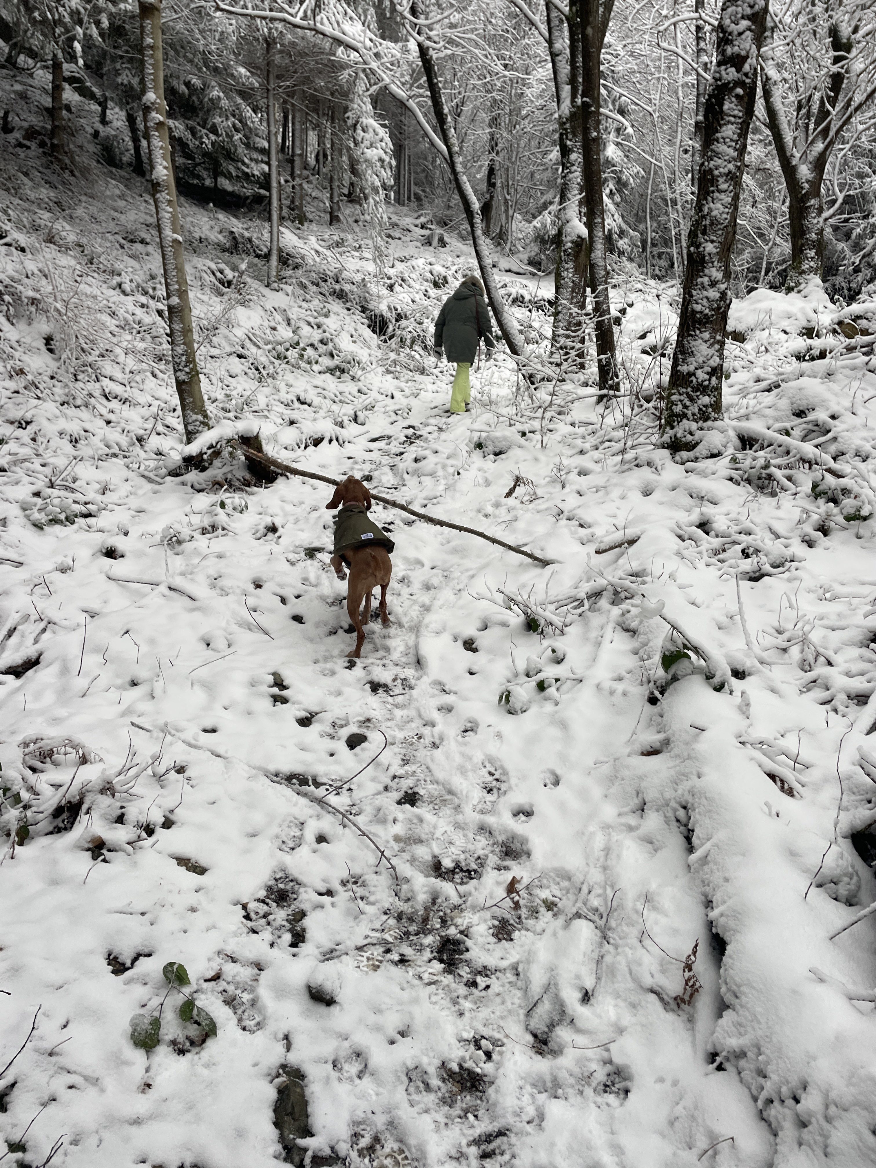 9WMM+P4 Stavelot, Belgium / 10-01-2026 15:02 / -4.75 °C en bewolkt / 340 m