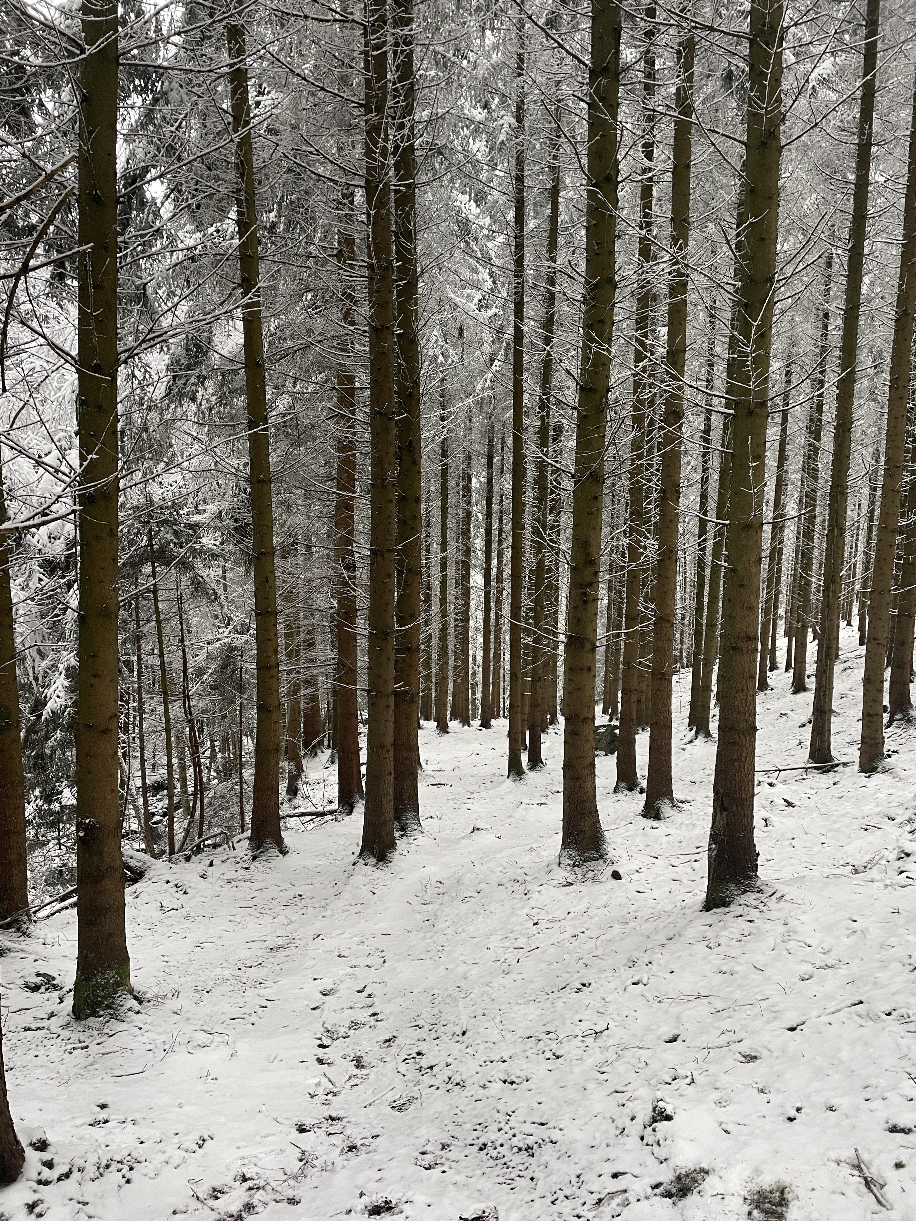 9WMM+CX Stavelot, Belgium / 10-01-2026 15:15 / -4.17 °C en bewolkt / 383 m