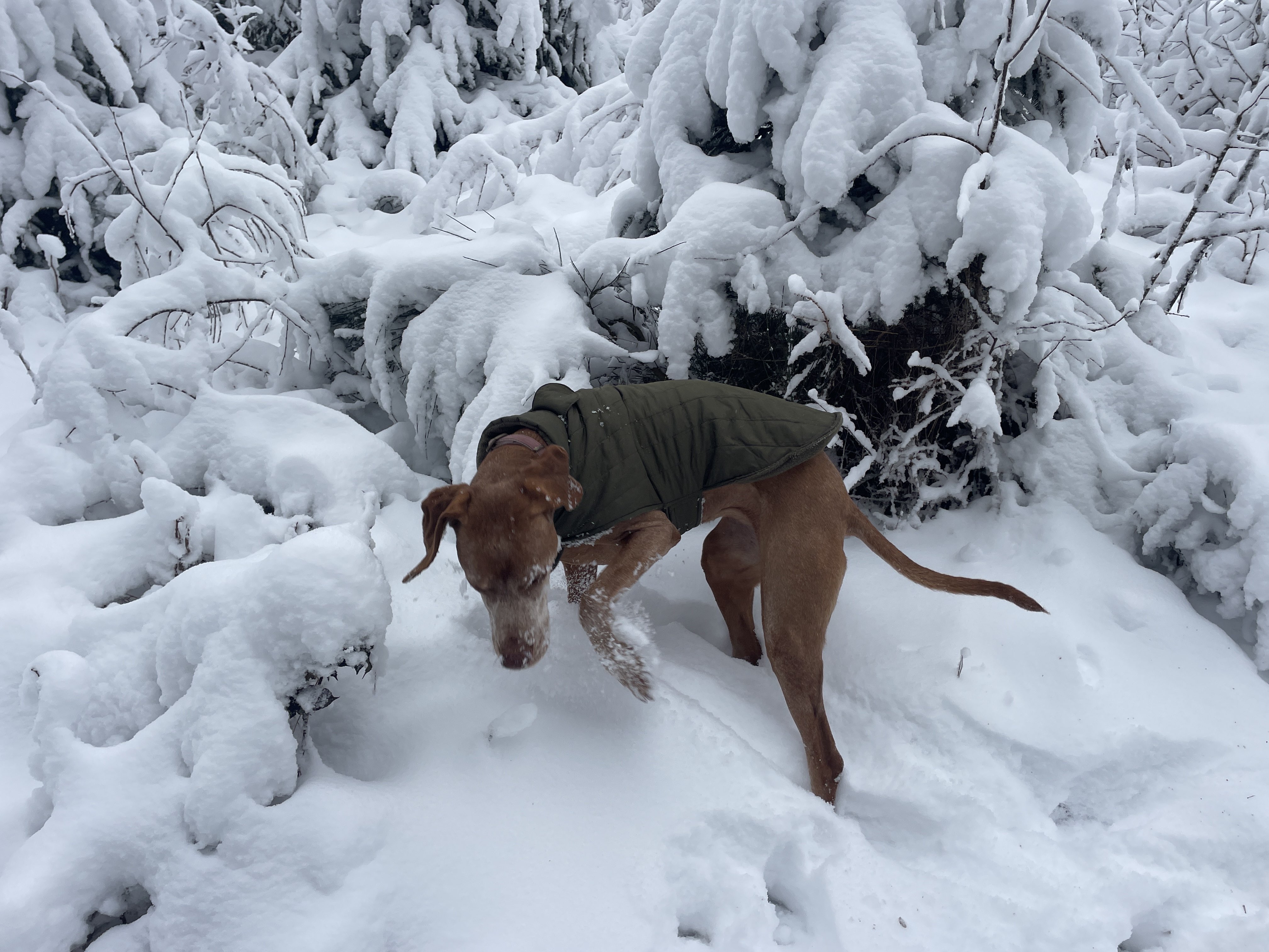 Stockeu 1, 4970 Stavelot, Belgium / 10-01-2026 15:19 / -4.44 °C en bewolkt / 394 m