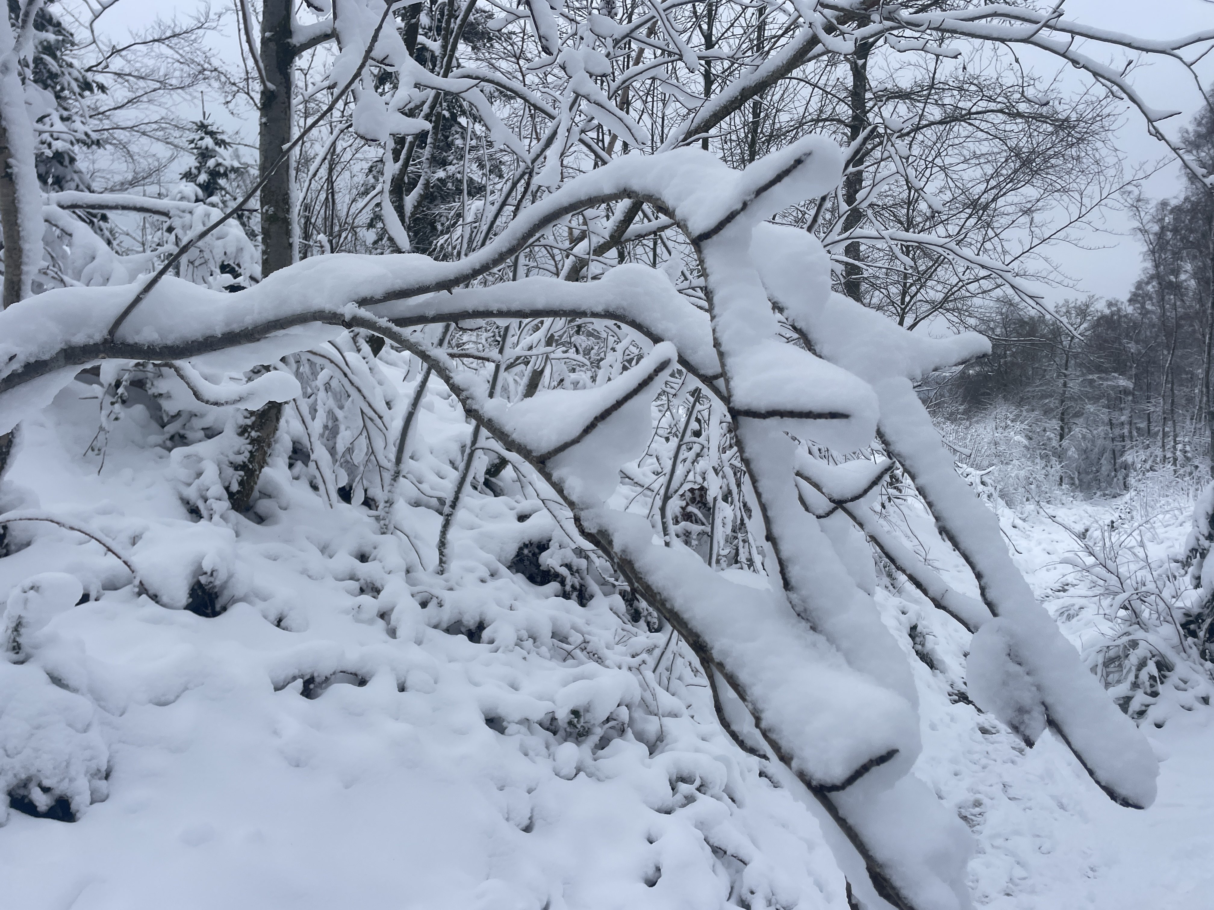 Rte de Somagne 3B, 4970 Stavelot, Belgium / 10-01-2026 15:32 / -5.19 °C en bewolkt / 418 m