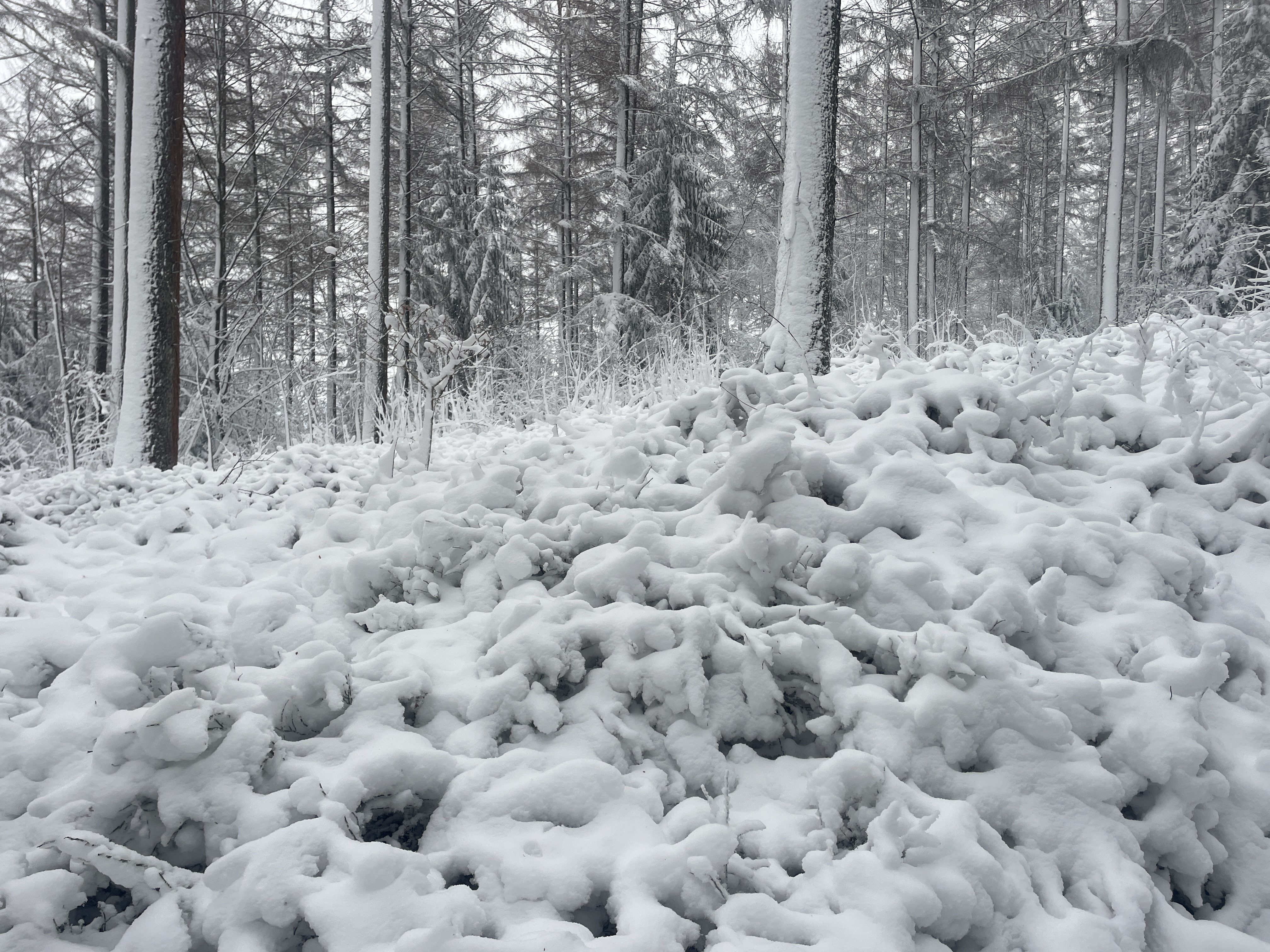 9WMR+RH Stavelot, Belgium / 10-01-2026 15:36 / -5.01 °C en bewolkt / 430 m