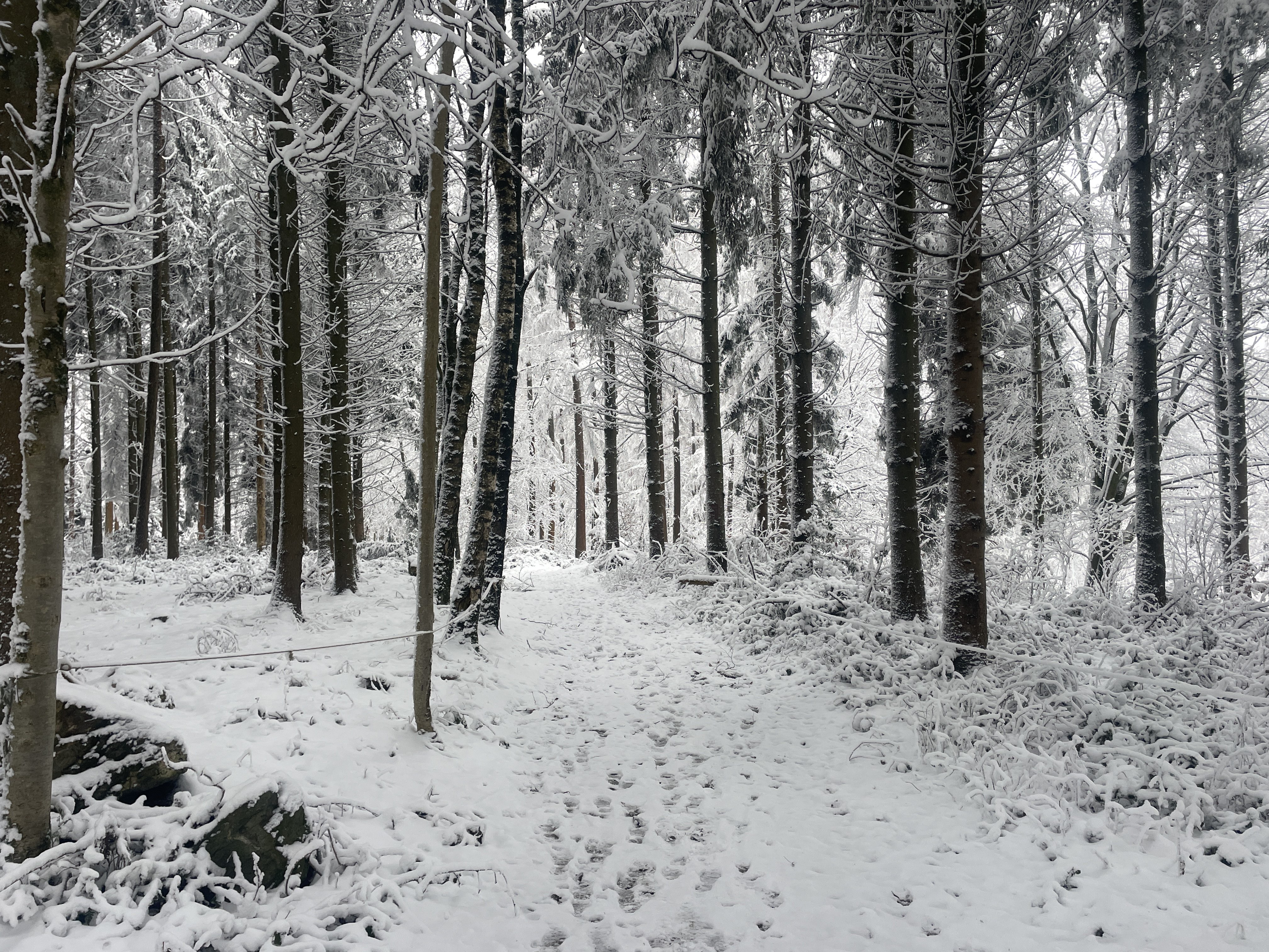 la Bergerie 1, 4970 Stavelot, Belgium / 10-01-2026 15:43 / -5.28 °C en dichte mist / 444 m