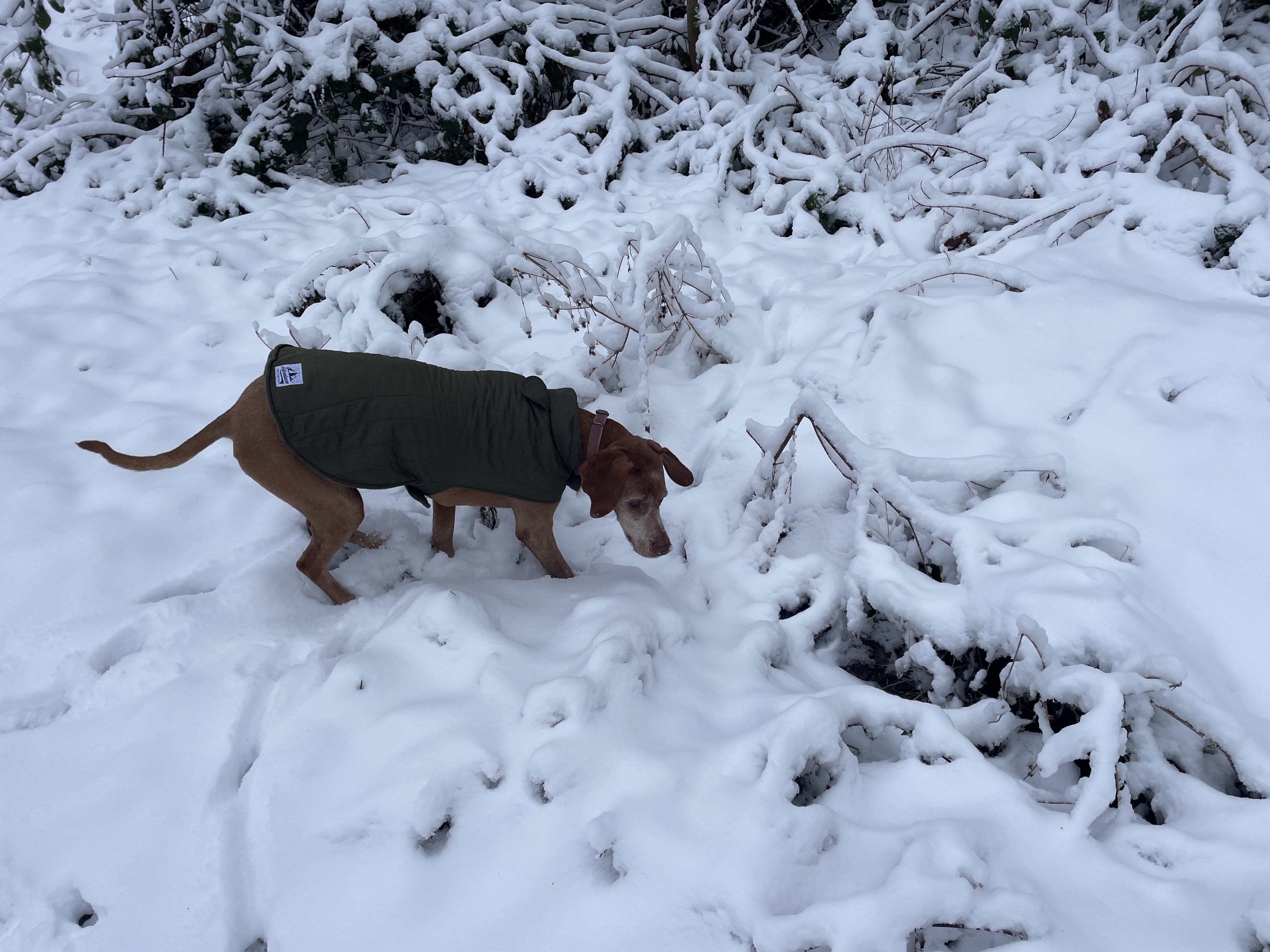 Rle Botton 5, 4970 Stavelot, Belgium / 11-01-2026 10:30 / -3.4 °C en half bewolkt / 282 m