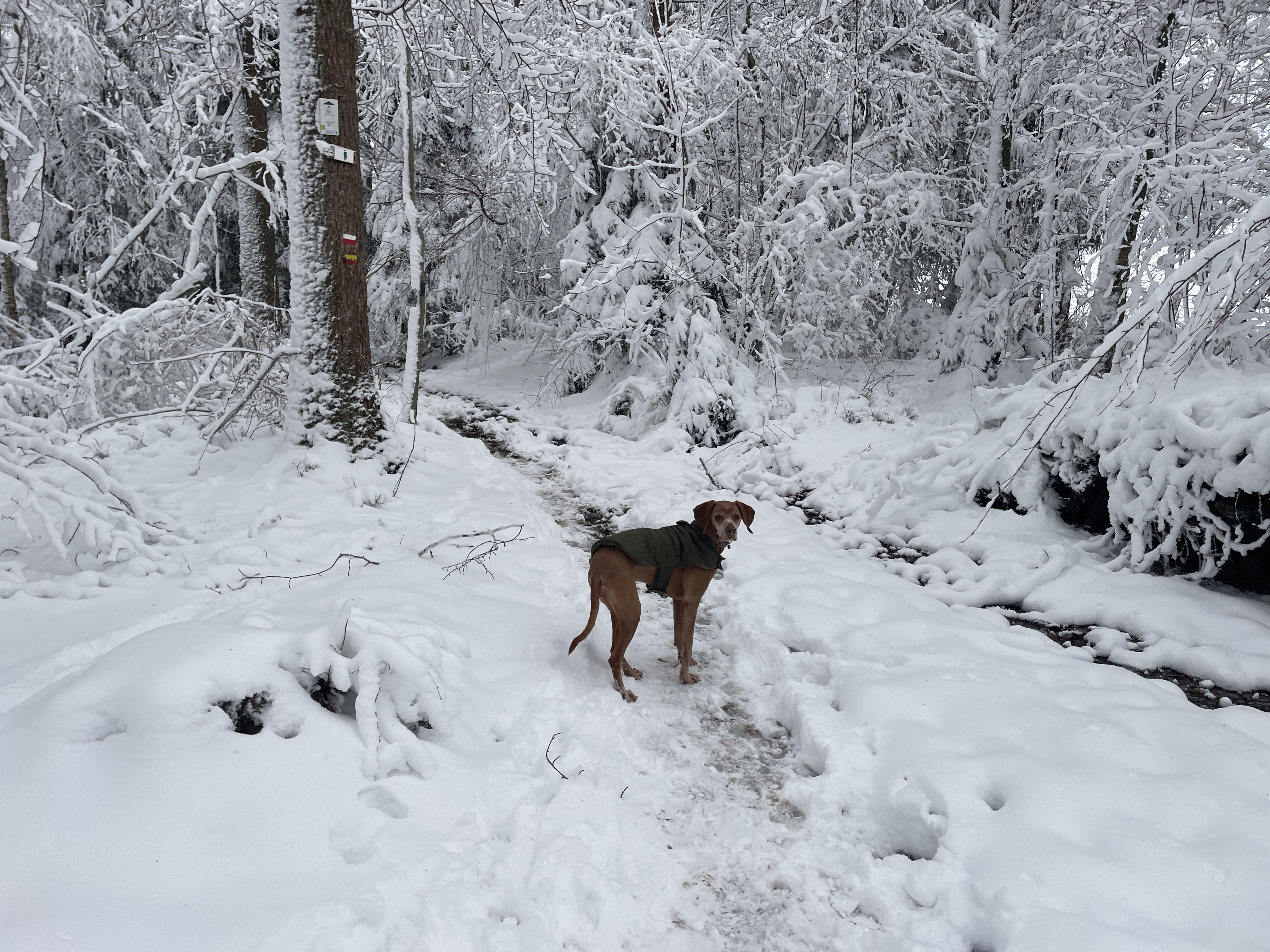 CW3C+8Q Stavelot, Belgium / 11-01-2026 15:37 / -3.32 °C en bewolkt / 435 m