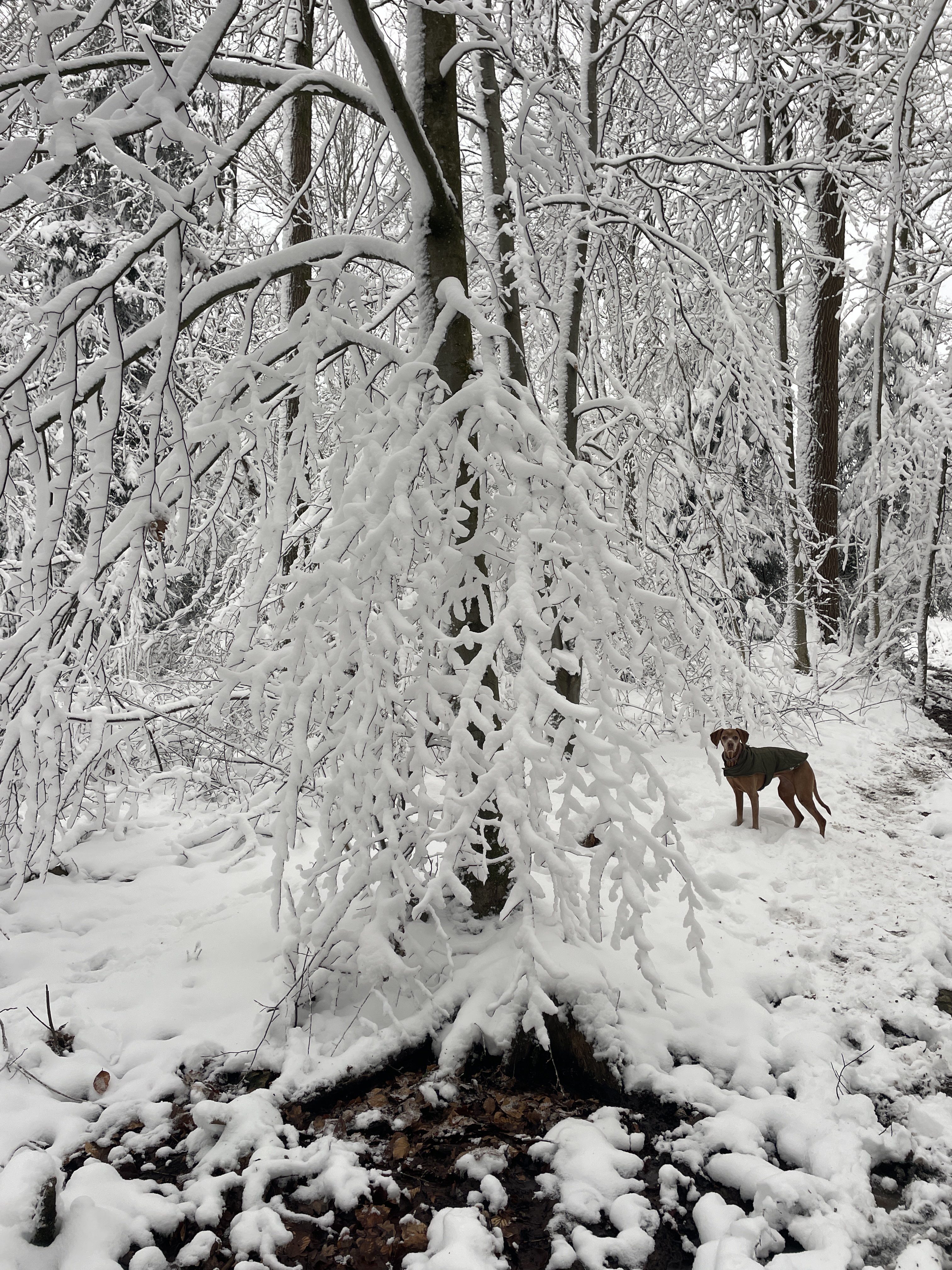 CW3C+CP Stavelot, Belgium / 11-01-2026 15:38 / -3.32 °C en bewolkt / 442 m