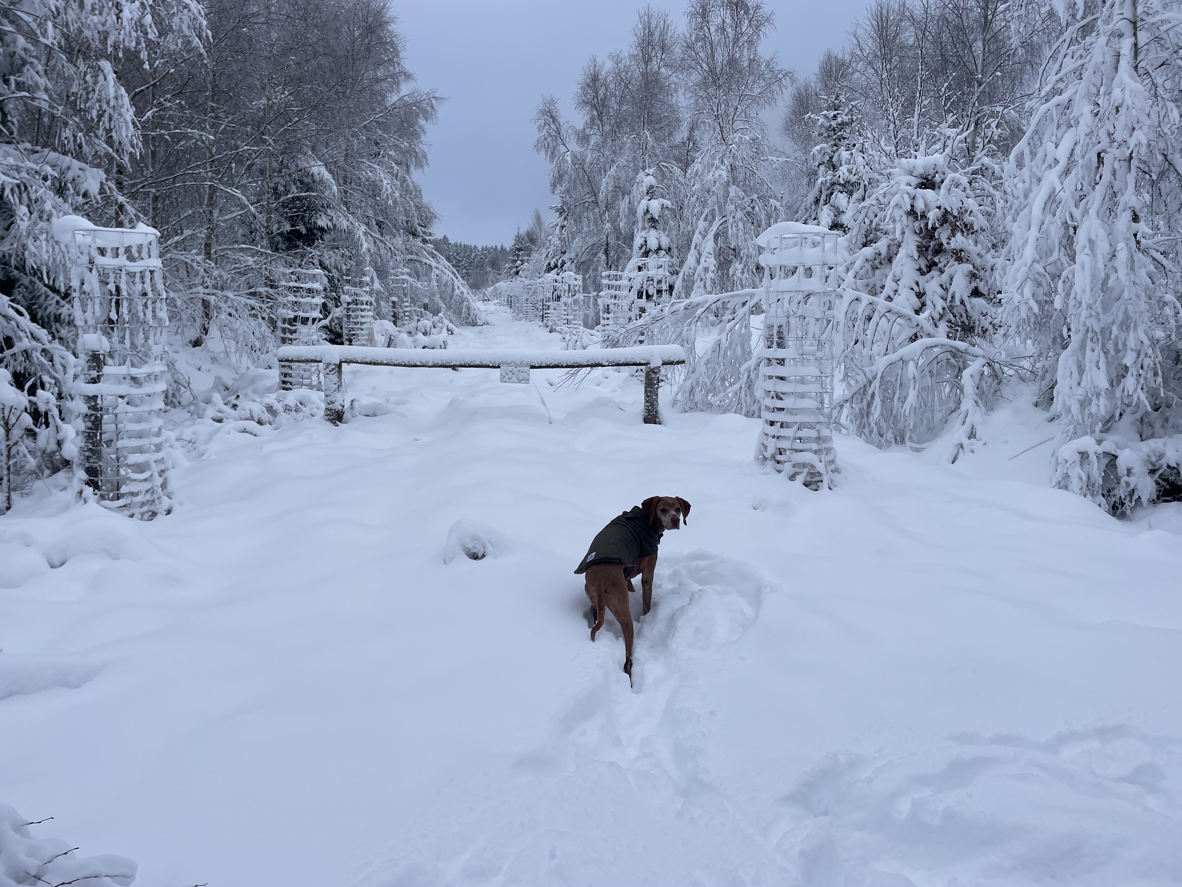 CW49+H6 Stavelot, Belgium / 11-01-2026 15:59 / -3.58 °C en bewolkt / 472 m