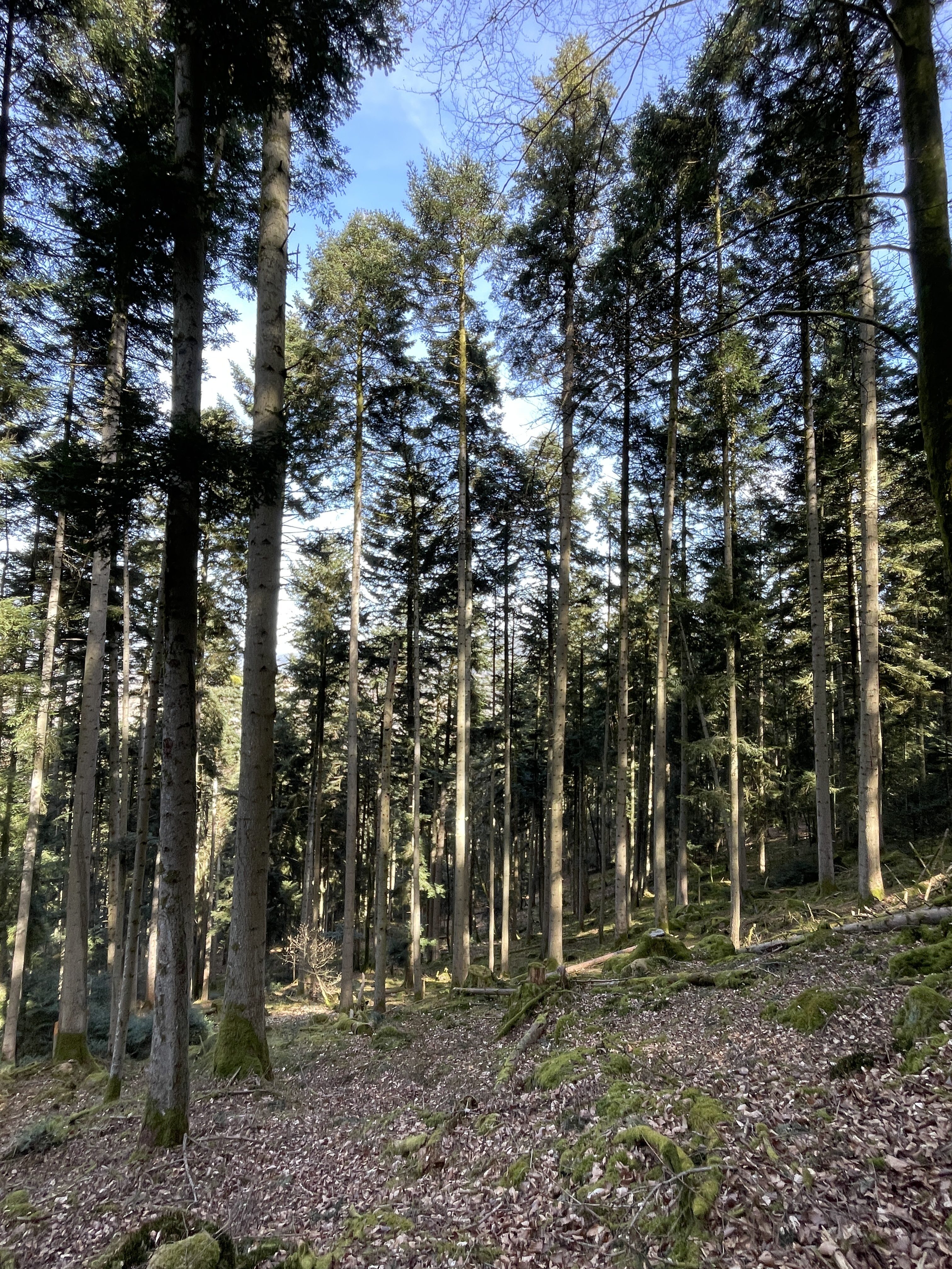 9RVV+V2 Raon-l'Étape, France / 06-04-2026 15:43 / 14.27 °C en bewolkt / 423 m