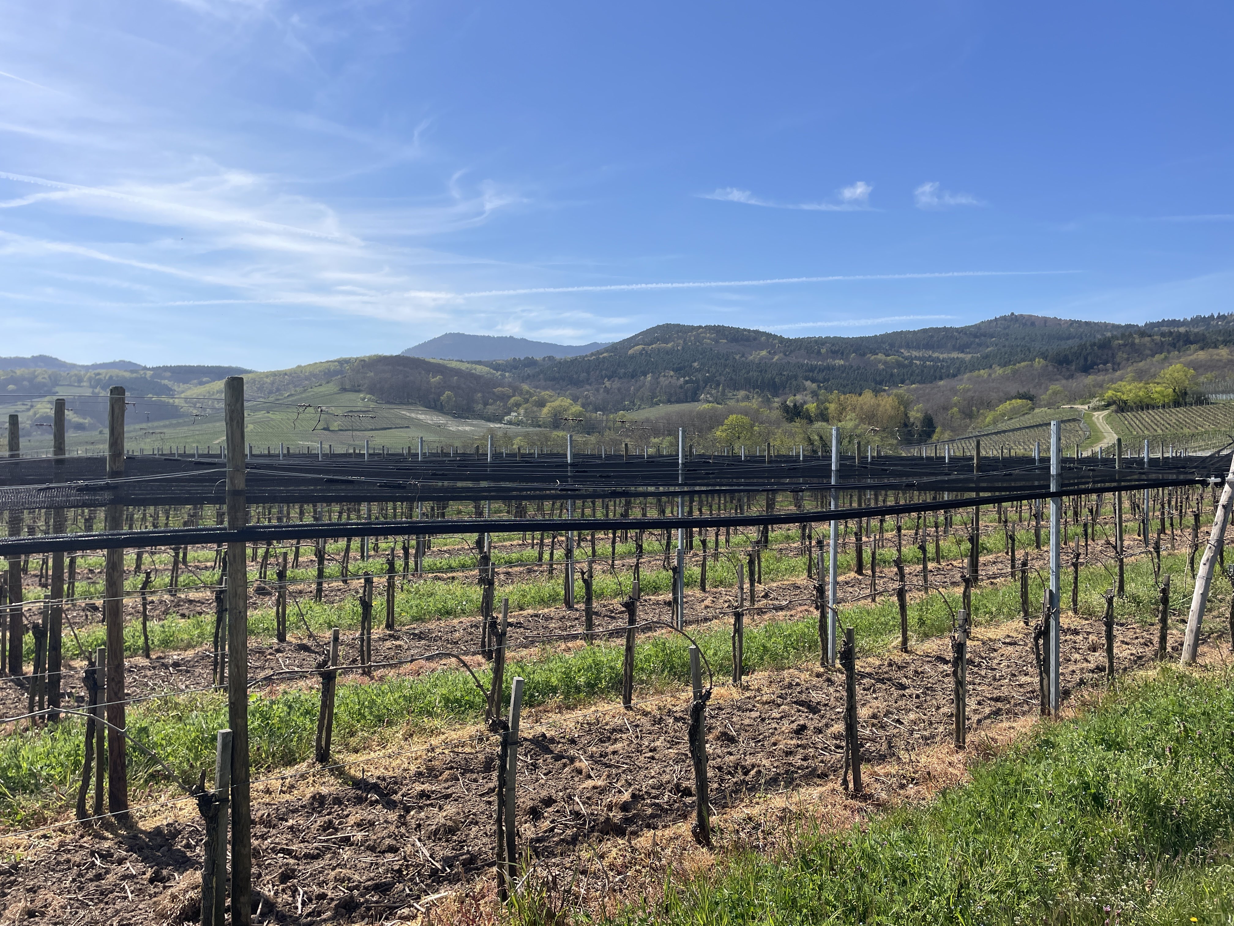 69M6+FQ Saint-Hippolyte, France / 09-04-2026 15:06 / 20.14 °C en bewolkt / 281 m