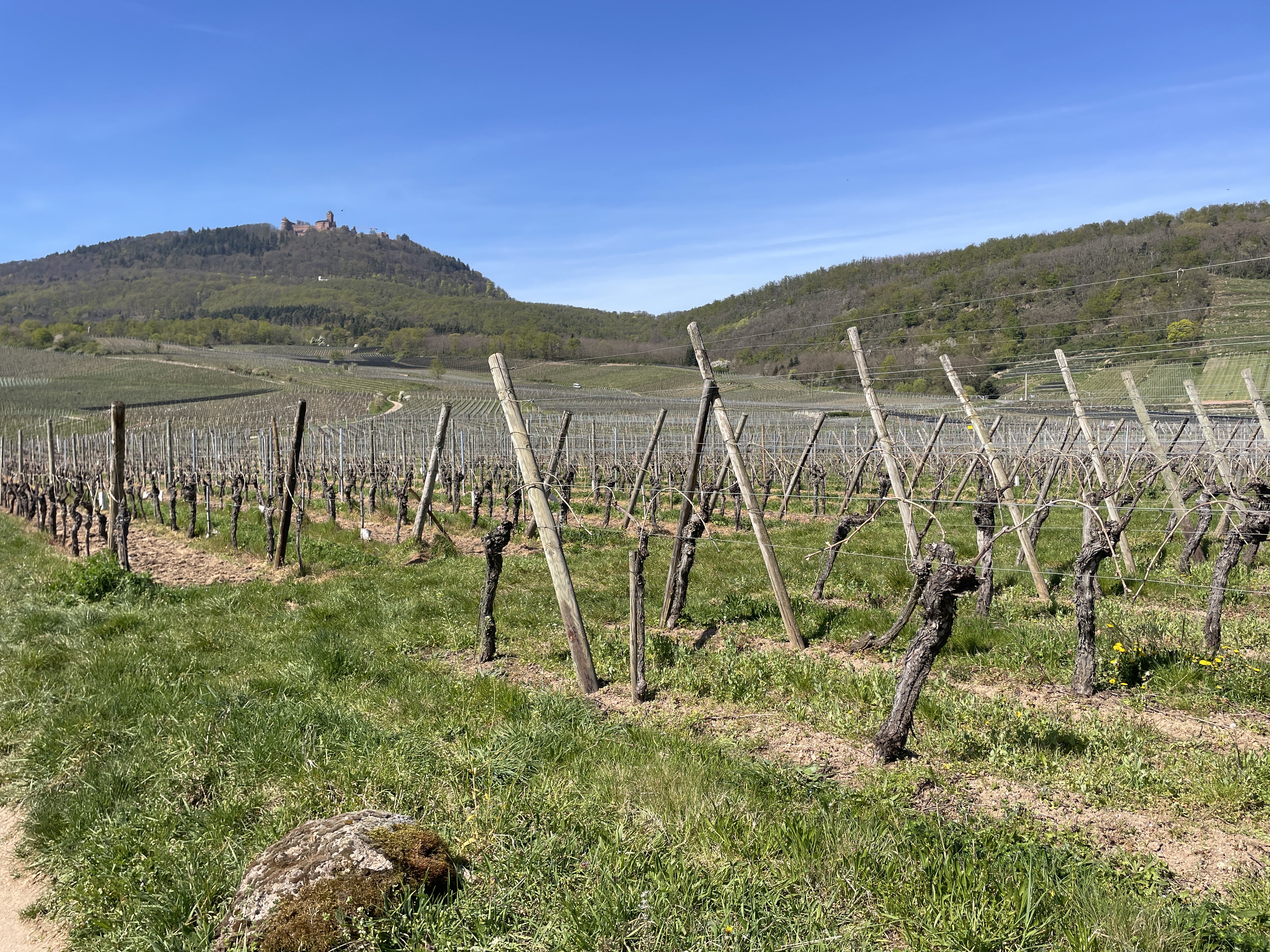 69M6+FQ Saint-Hippolyte, France / 09-04-2026 15:06 / 20.14 °C en bewolkt / 280 m