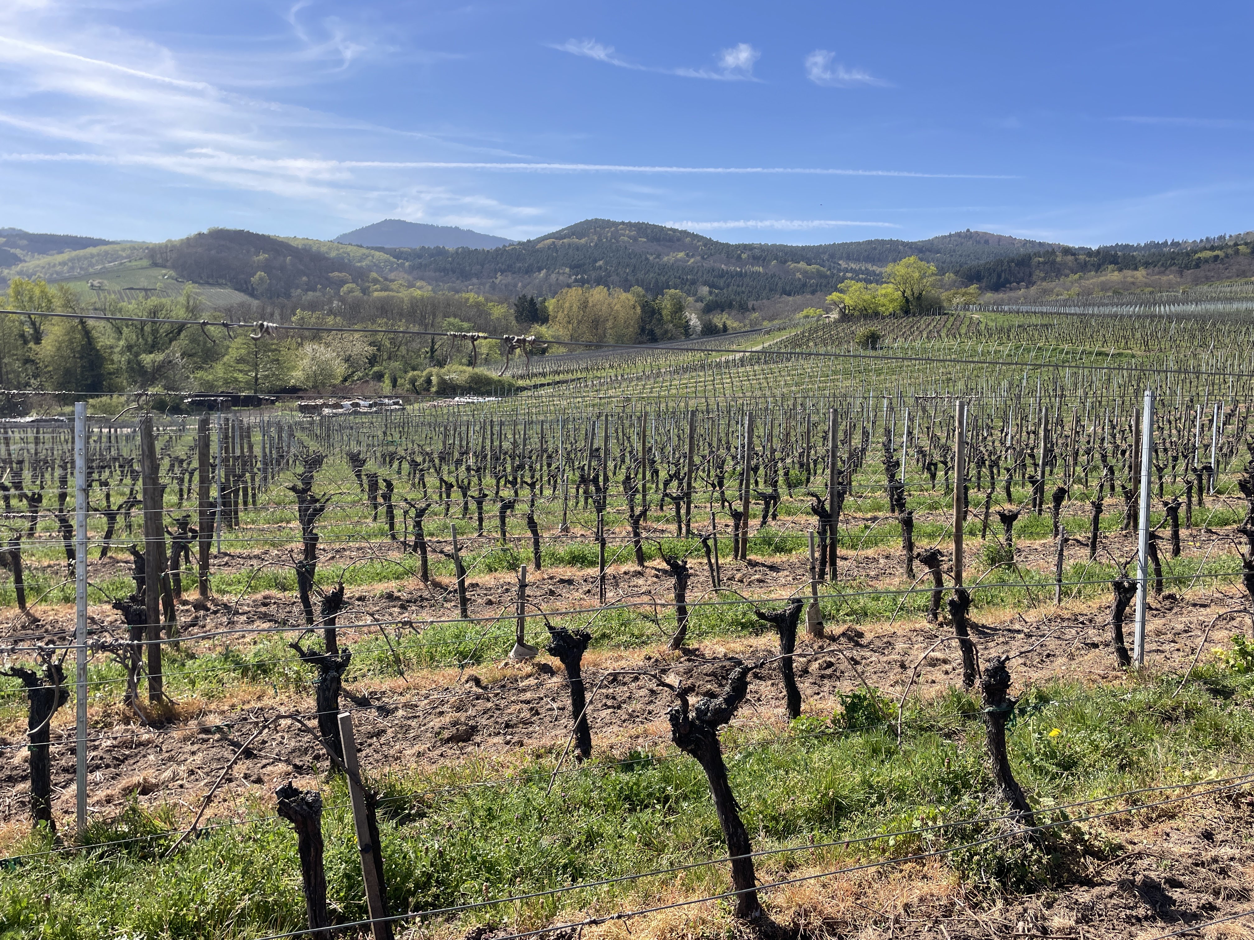 _Saint-Hippolyte_