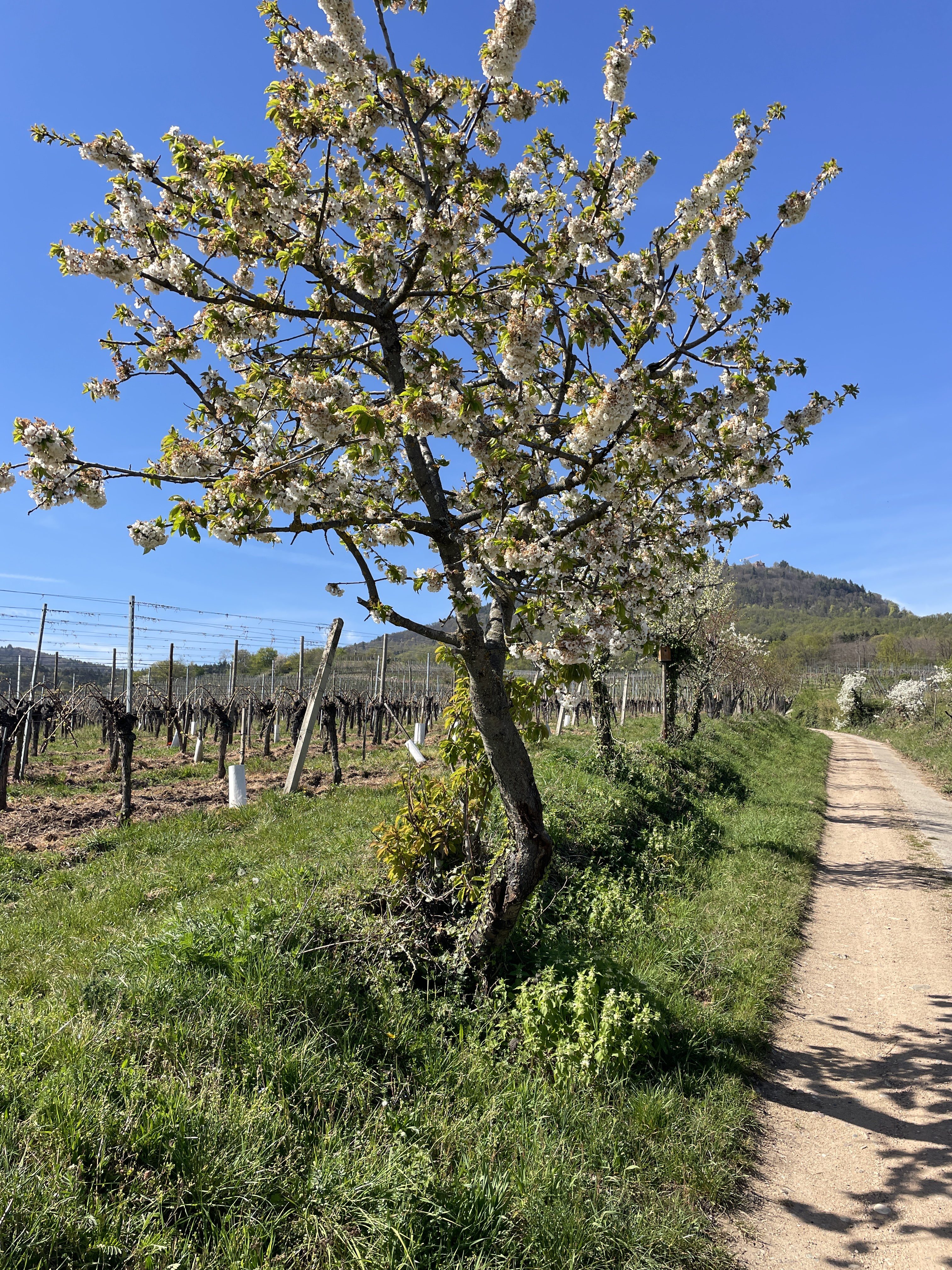 69P5+9W Saint-Hippolyte, France / 09-04-2026 15:14 / 19.89 °C en bewolkt / 288 m