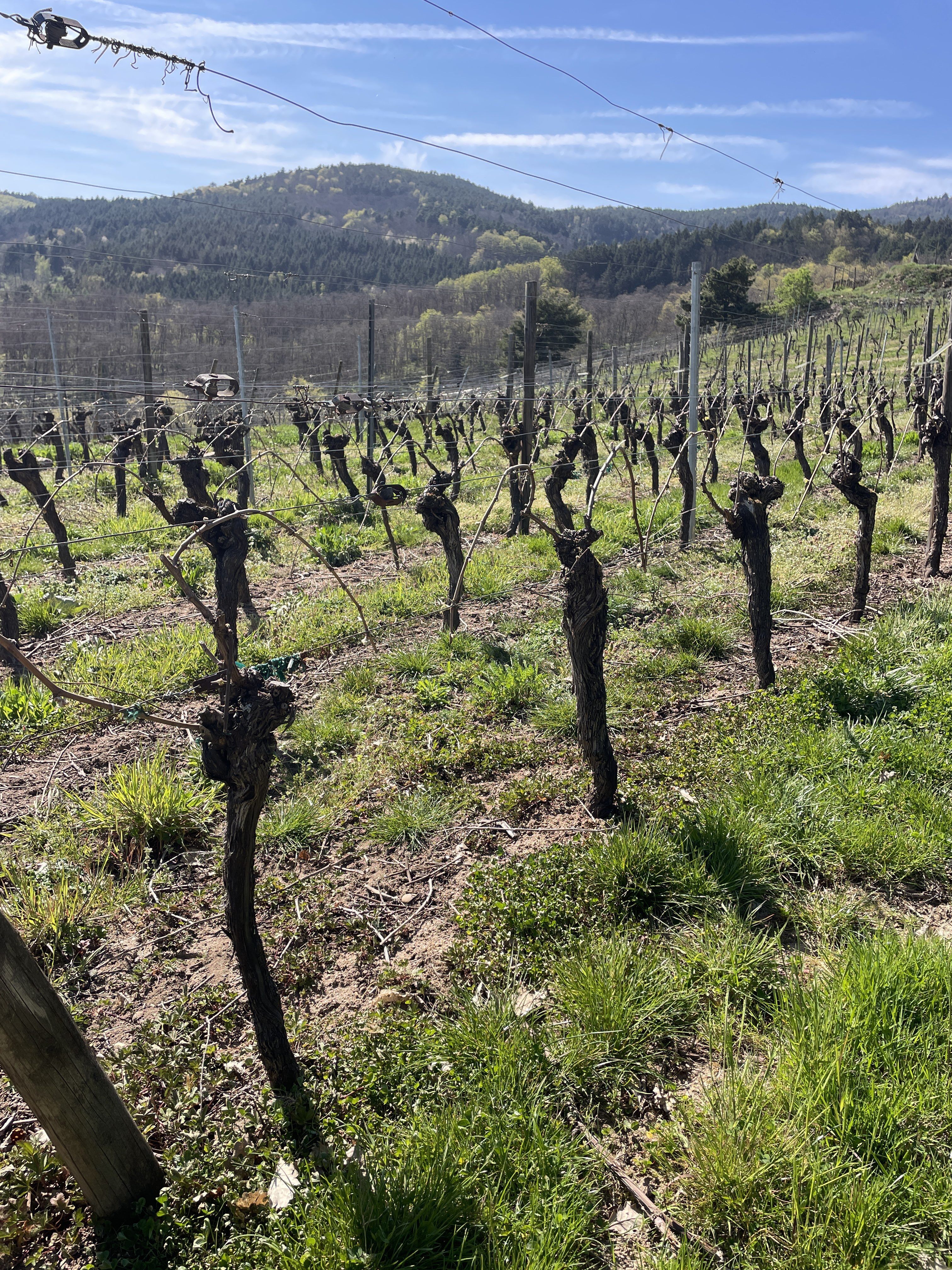69Q3+6R, 68590 Saint-Hippolyte, France / 09-04-2026 15:25 / 22.08 °C en onbewolkt / 338 m