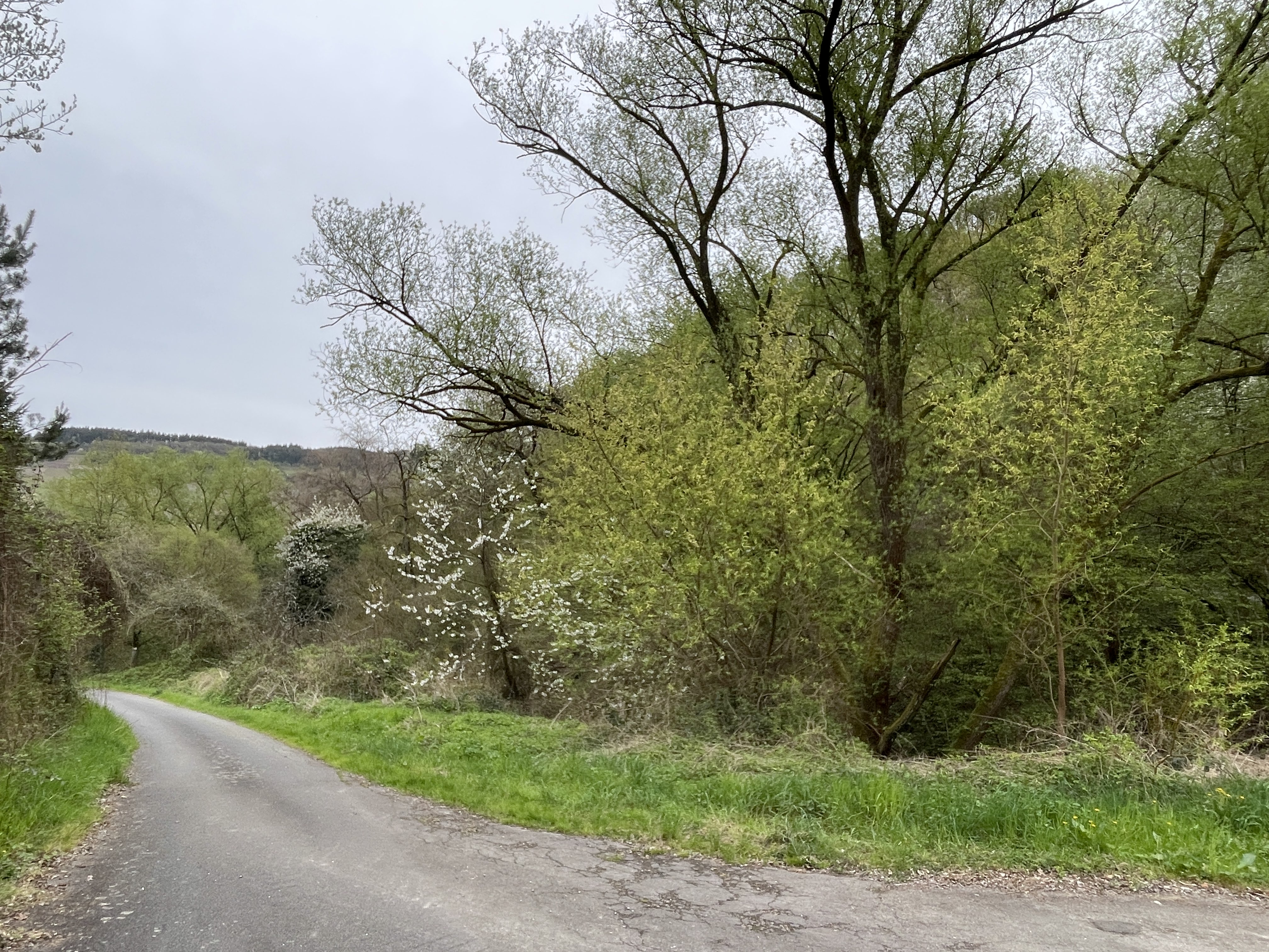 Im Kardel, 54340 Schleich, Germany / 12-04-2026 16:23 / 12.12 °C en bewolkt / 163 m