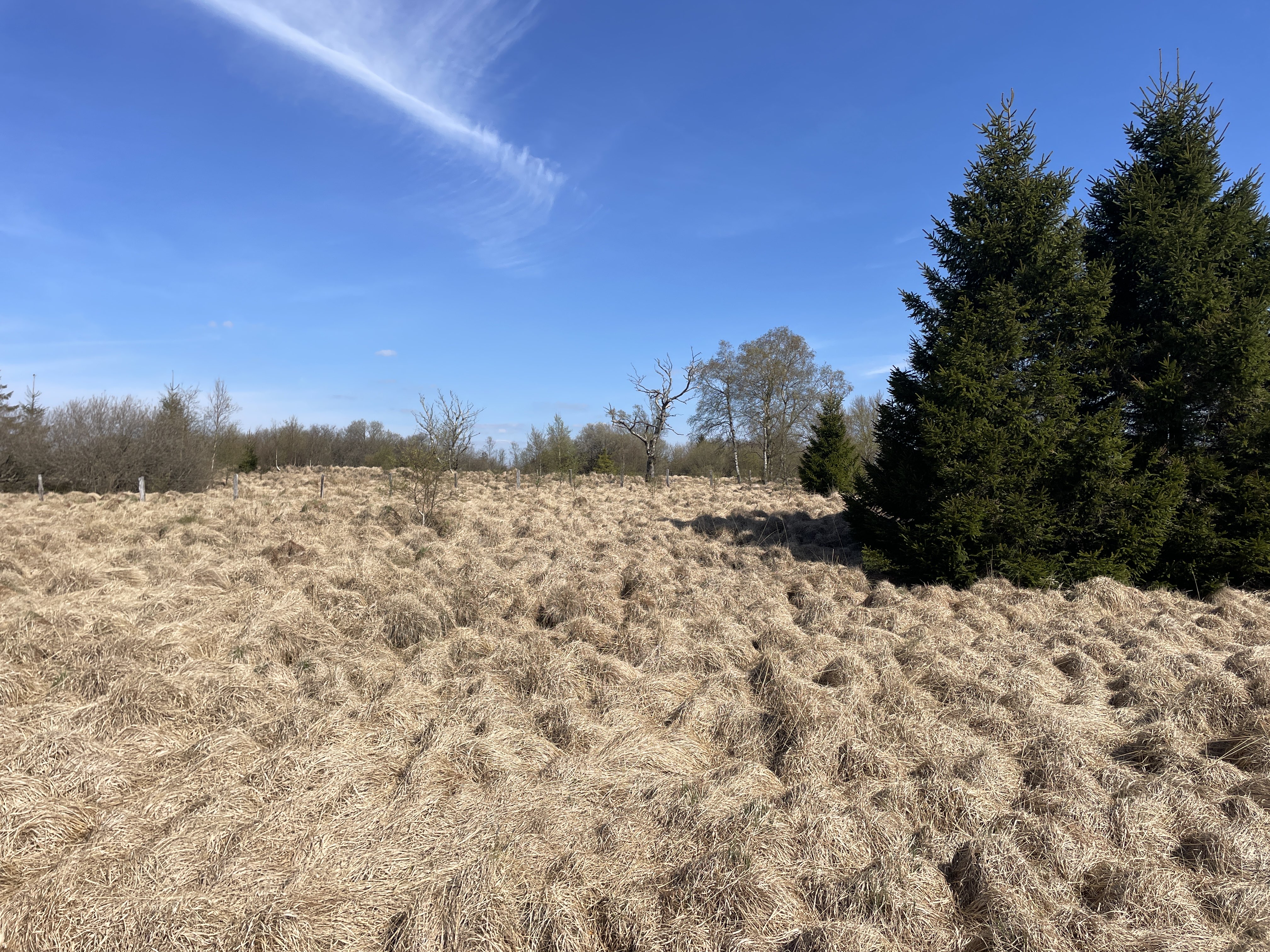 G384+86 Malmedy, Belgium / 15-04-2026 11:35 / 12.99 °C en bewolkt / 664 m